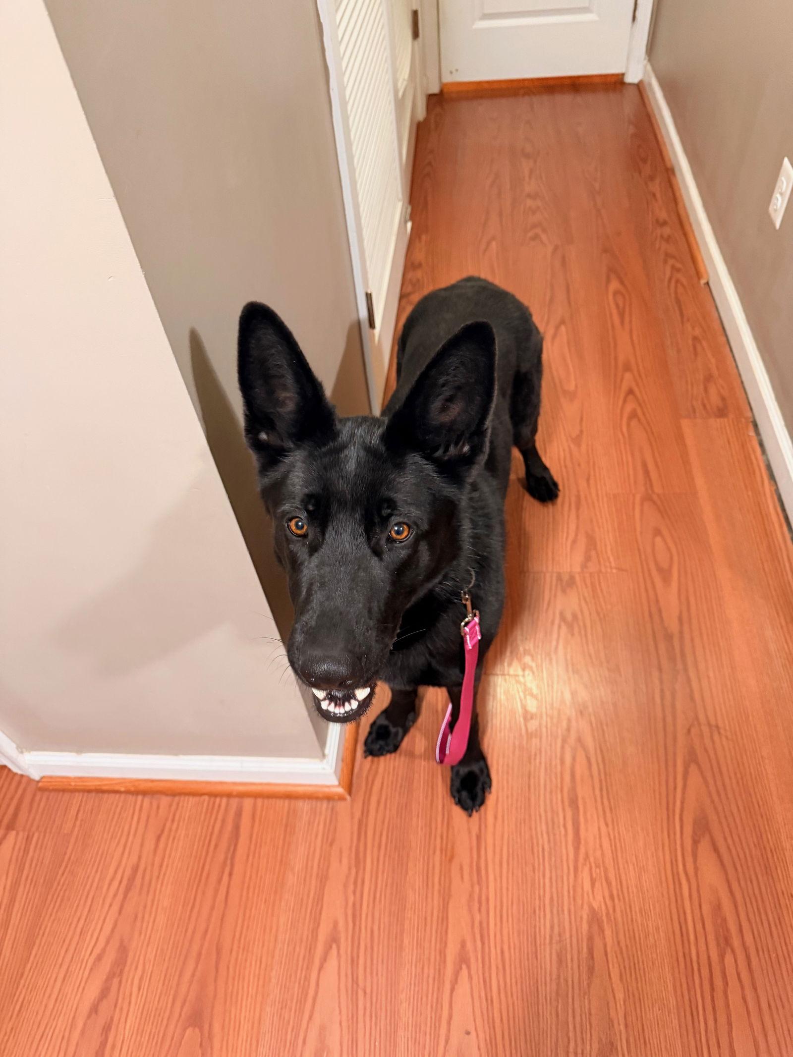 Enlarge Peanut 7275, a Adoptable German Shepherd Dog in Centreville, VA image 3/3