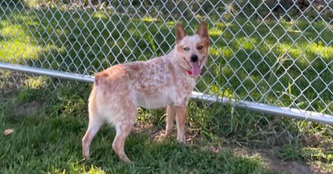 ACD x Corgi Charlie, Adoptable, Adult Female Australian Cattle Dog / Blue Heeler & Corgi.