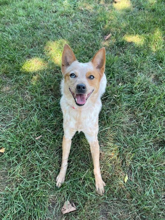 Enlarge ACD x Corgi Charlie, a Adoptable mixed breed in Linden, MI image 2/3