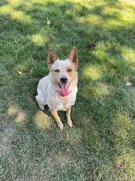 Enlarge ACD x Corgi Charlie, a Adoptable mixed breed in Linden, MI image 3/3