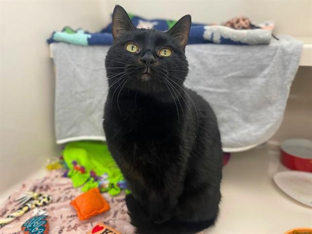 Enlarge DOUG, a Adoptable Domestic Short Hair in Fort Wayne, IN image 1/1