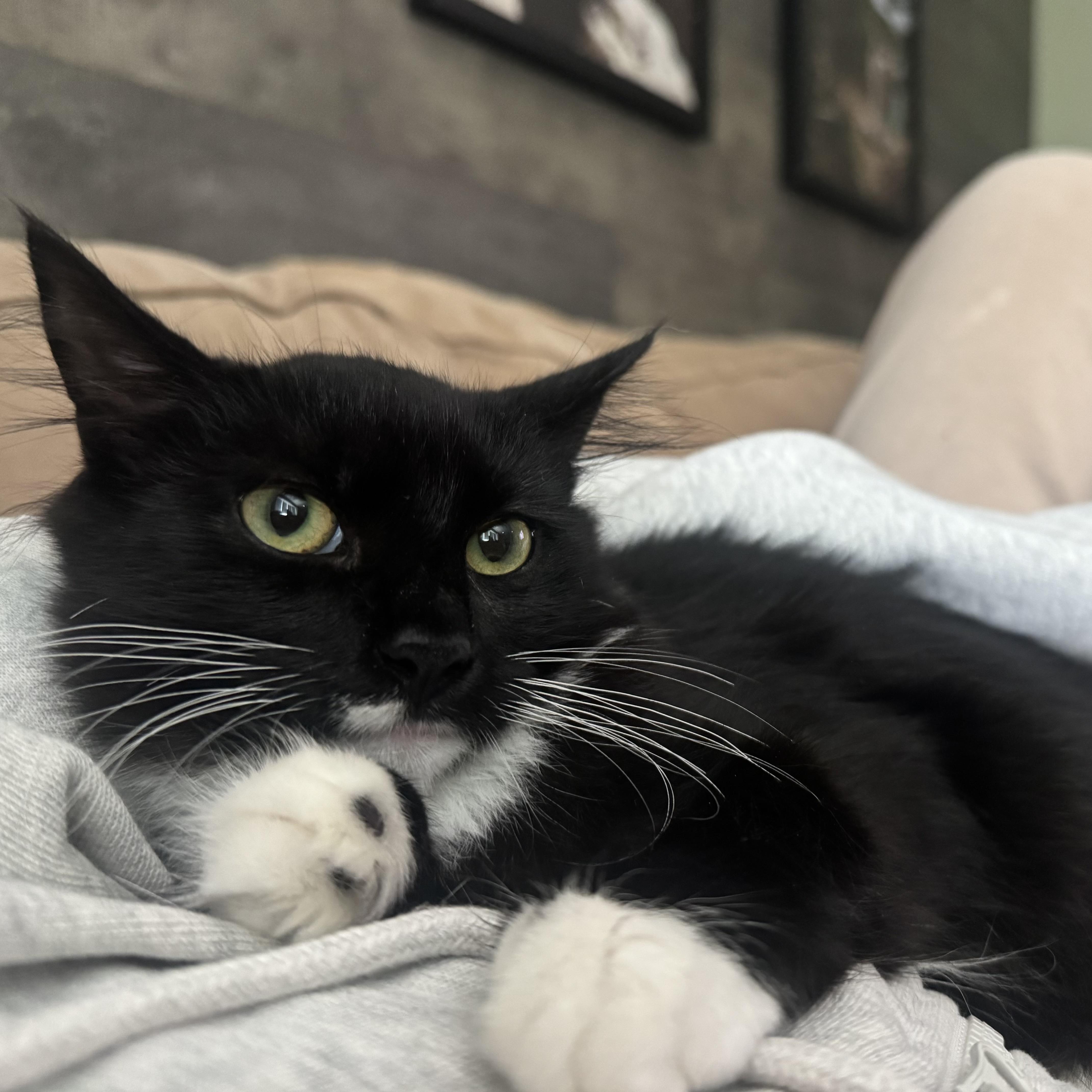 Enlarge NIGHTFUR - ADOPTION PENDING, a Adopted Domestic Medium Hair in Hamilton, NJ image 1/5