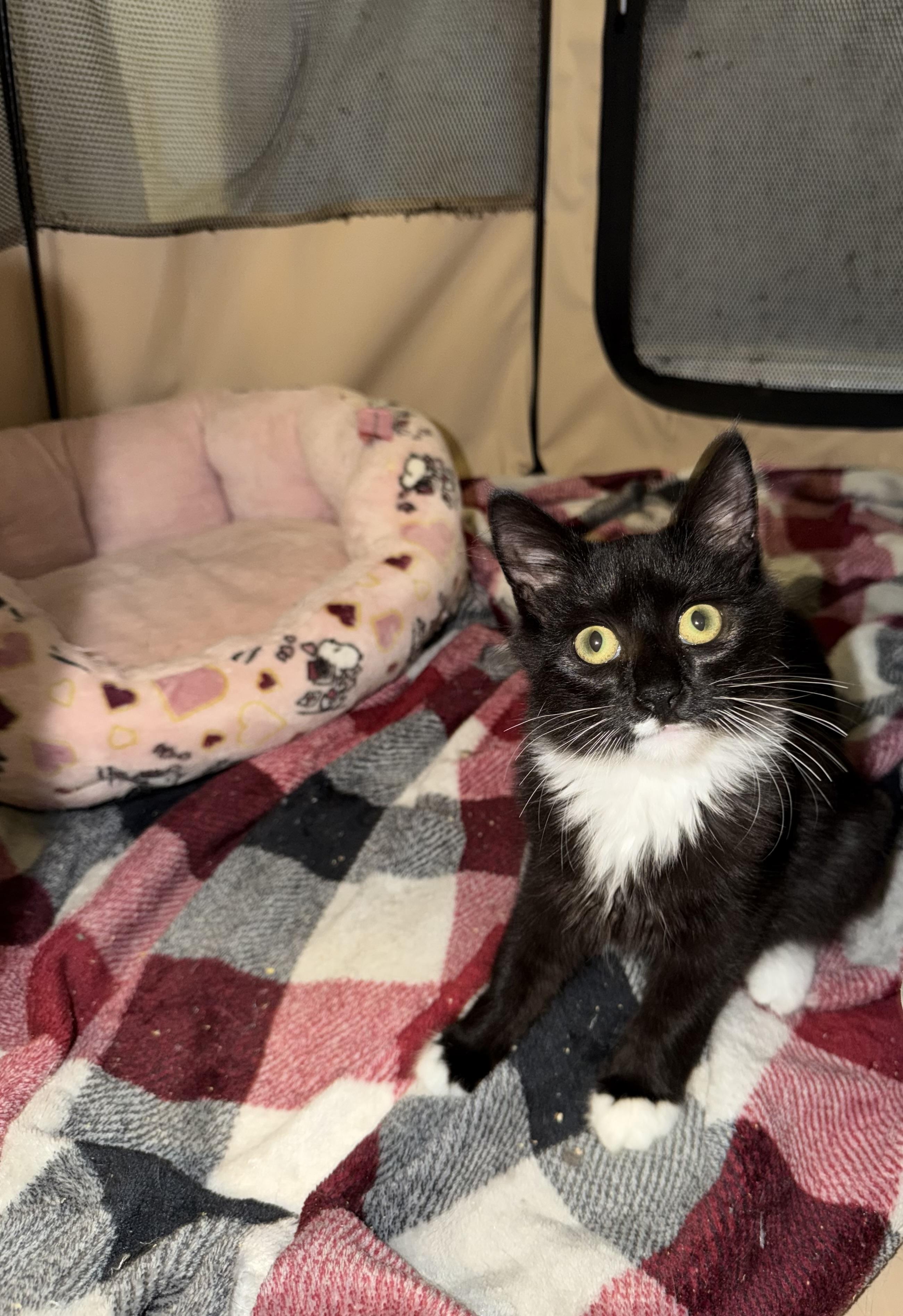 Enlarge NIGHTFUR - ADOPTION PENDING, a Adopted Domestic Medium Hair in Hamilton, NJ image 3/5