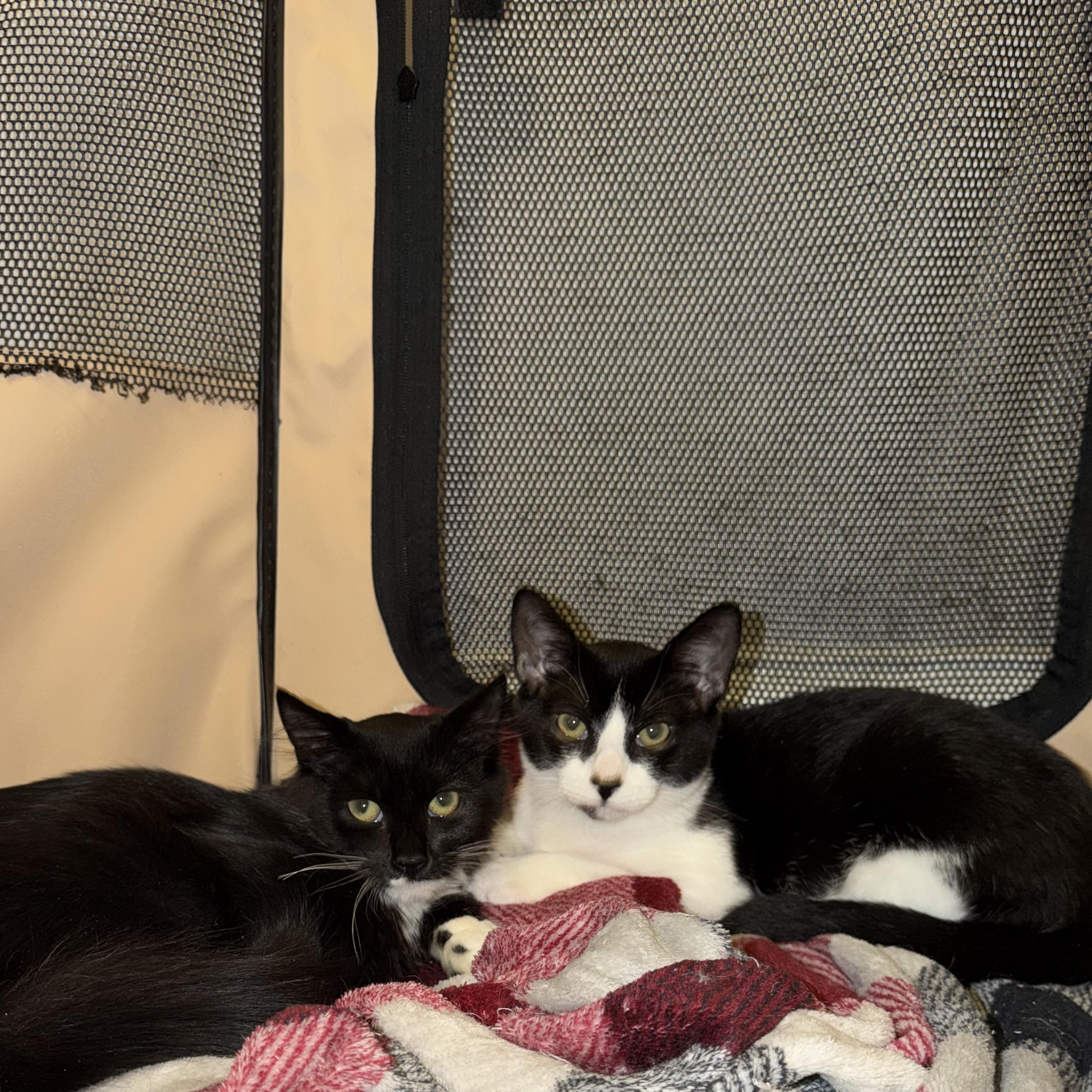 Enlarge NIGHTFUR - ADOPTION PENDING, a Adopted Domestic Medium Hair in Hamilton, NJ image 5/5