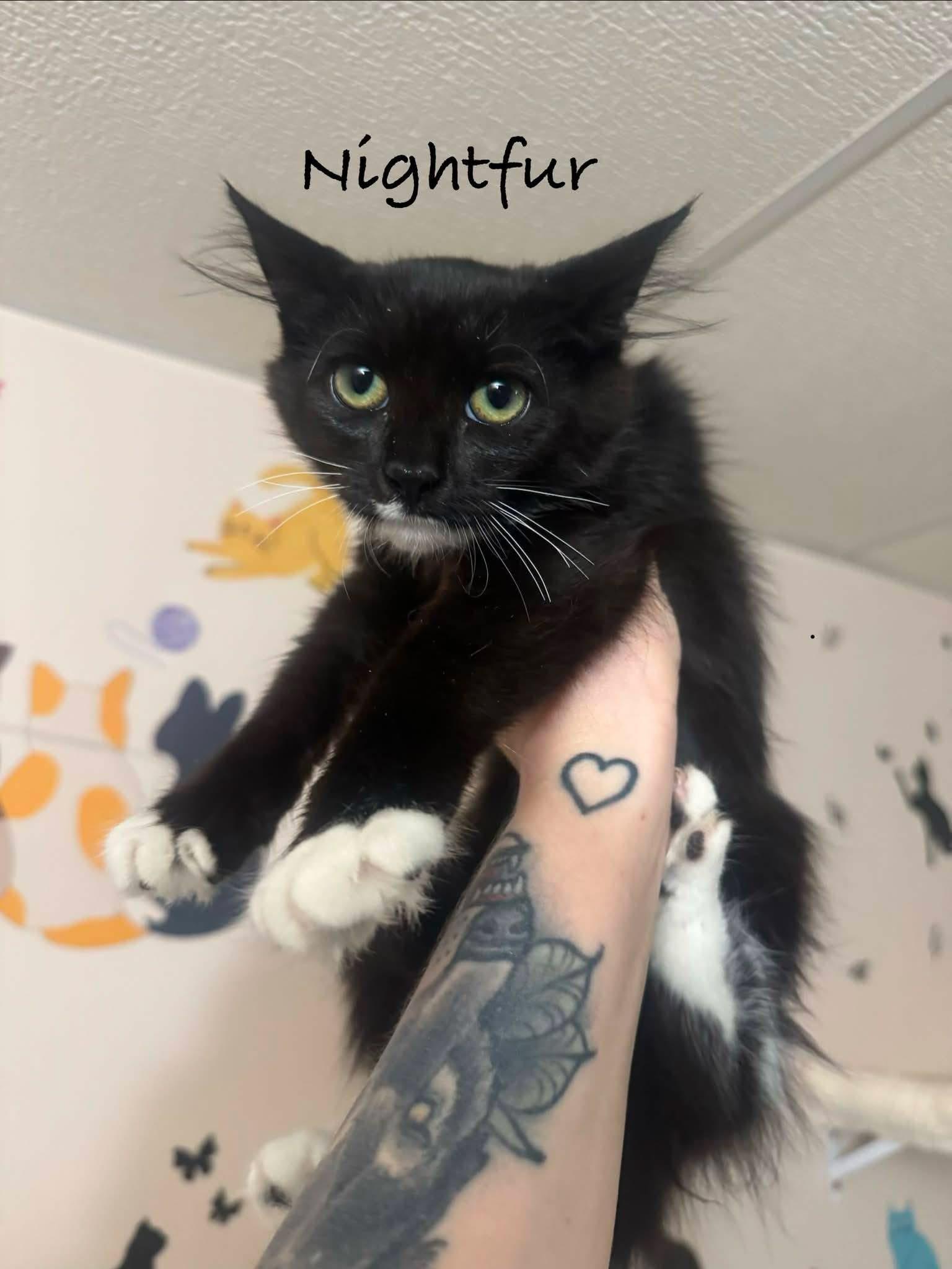 Enlarge NIGHTFUR - ADOPTION PENDING, a Adopted Domestic Medium Hair in Hamilton, NJ image 2/5