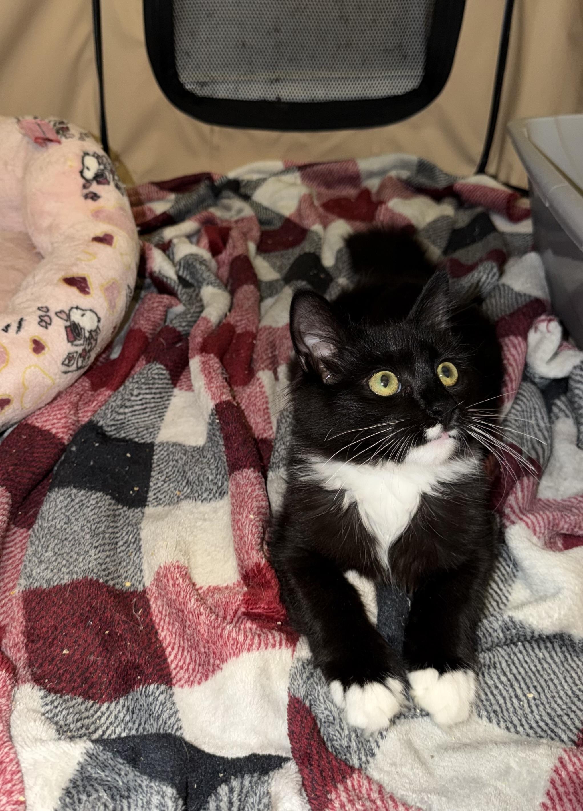 Enlarge NIGHTFUR - ADOPTION PENDING, a Adopted Domestic Medium Hair in Hamilton, NJ image 4/5