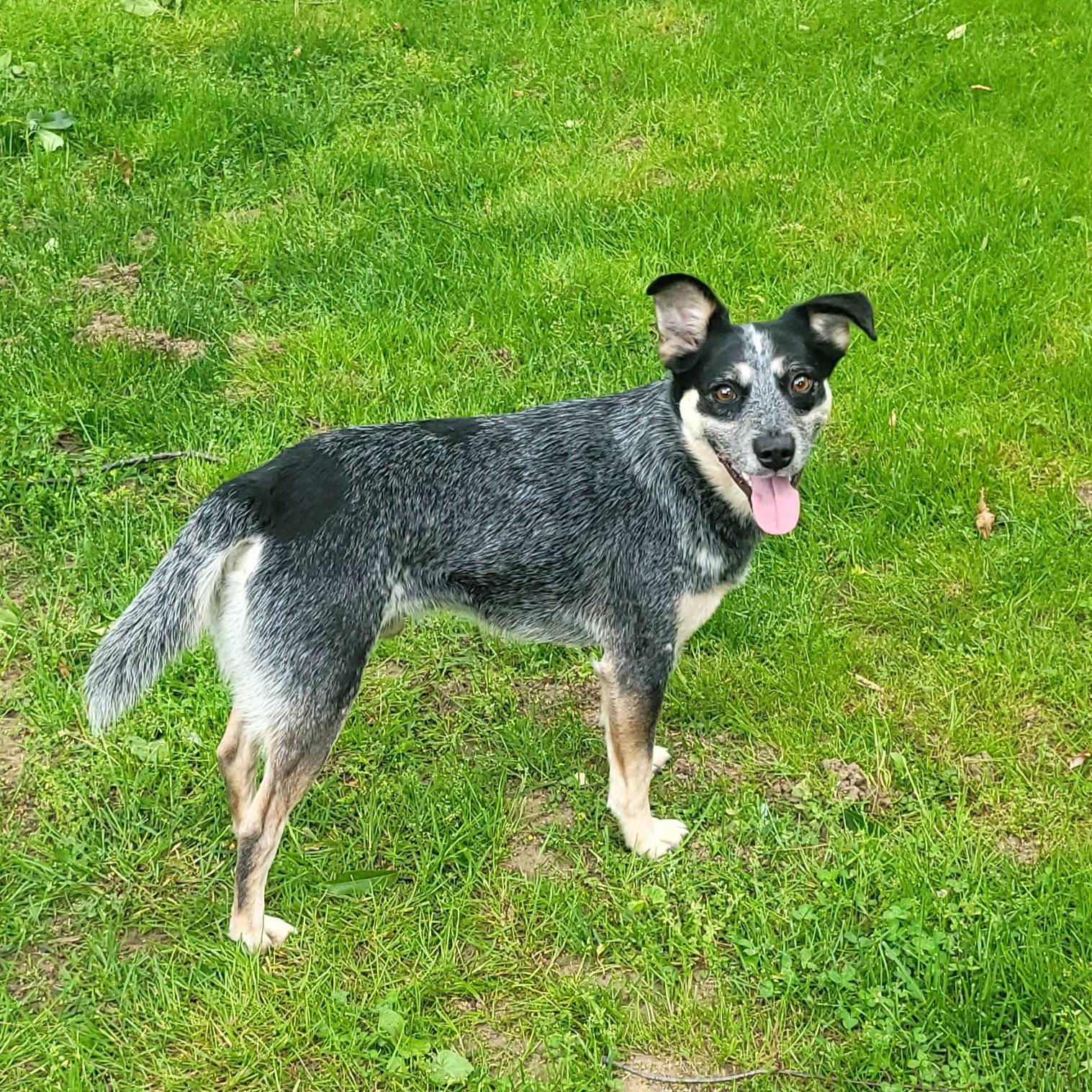 Jocky, a Adoptable mixed breed in Akron, OH image 1/3