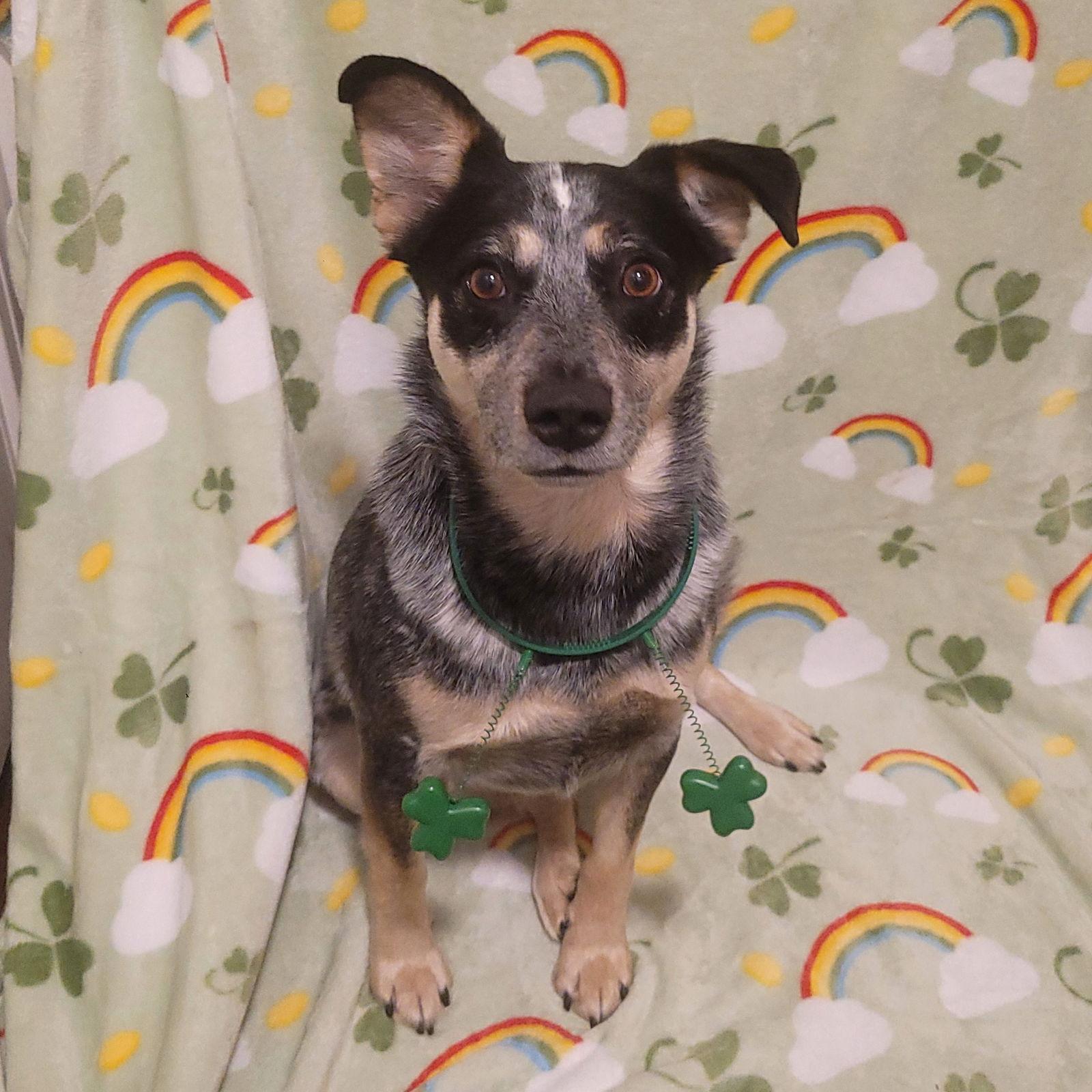 Enlarge Jocky, a Adoptable mixed breed in Akron, OH image 3/3