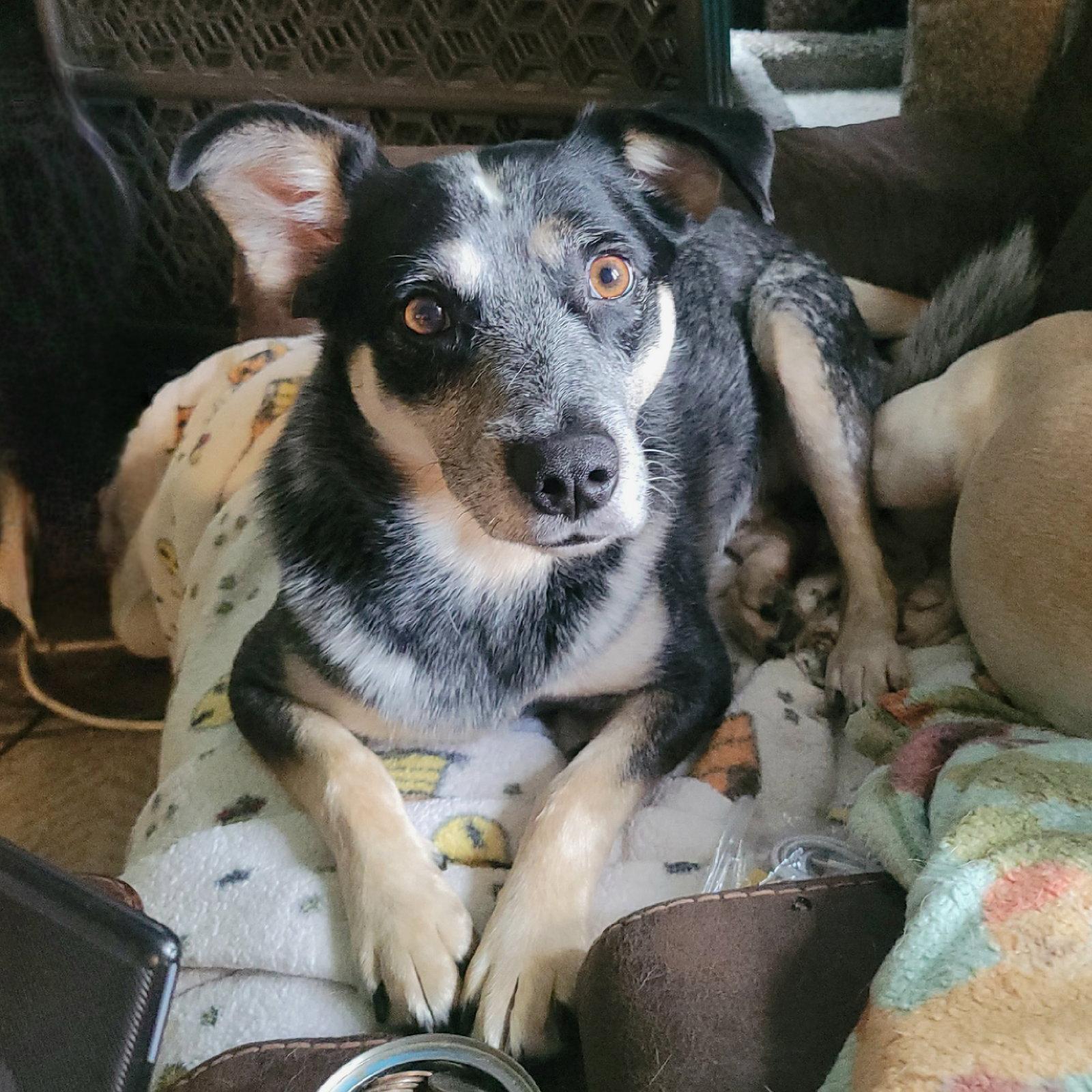 Jocky, a Adoptable mixed breed in Akron, OH image 2/3