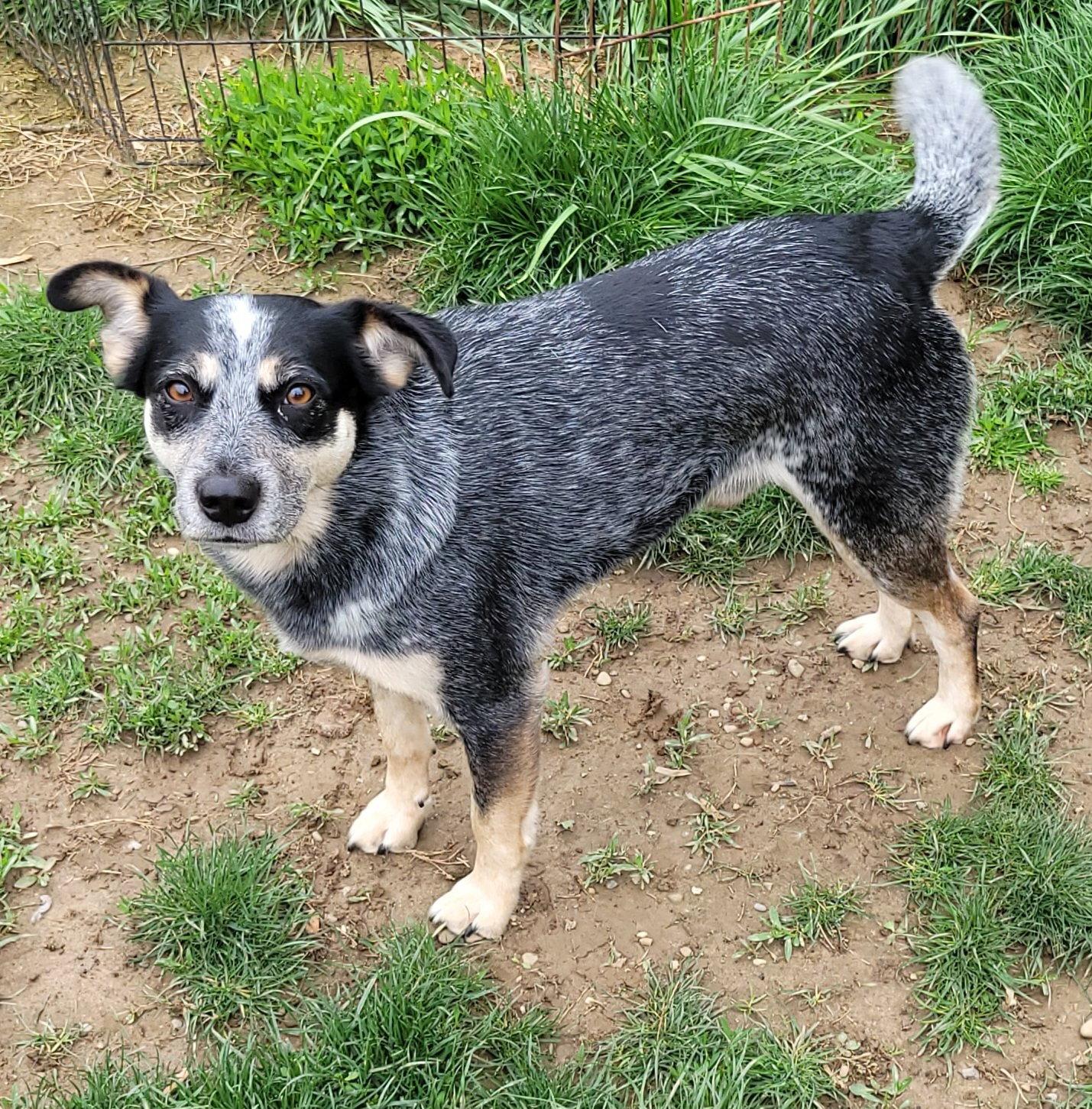 Jocky, a Adoptable mixed breed in Akron, OH image 3/3