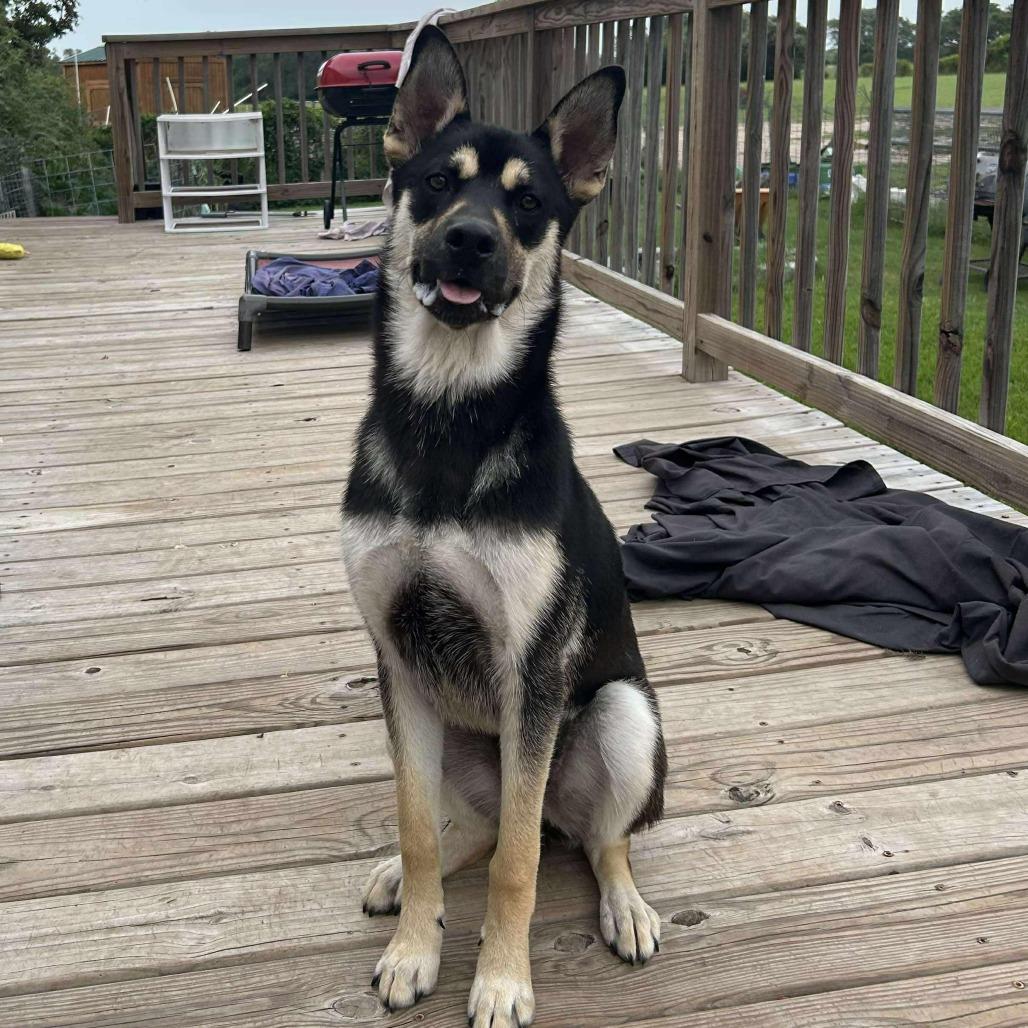 Charleston, Adoptable, Young Male Shepherd.