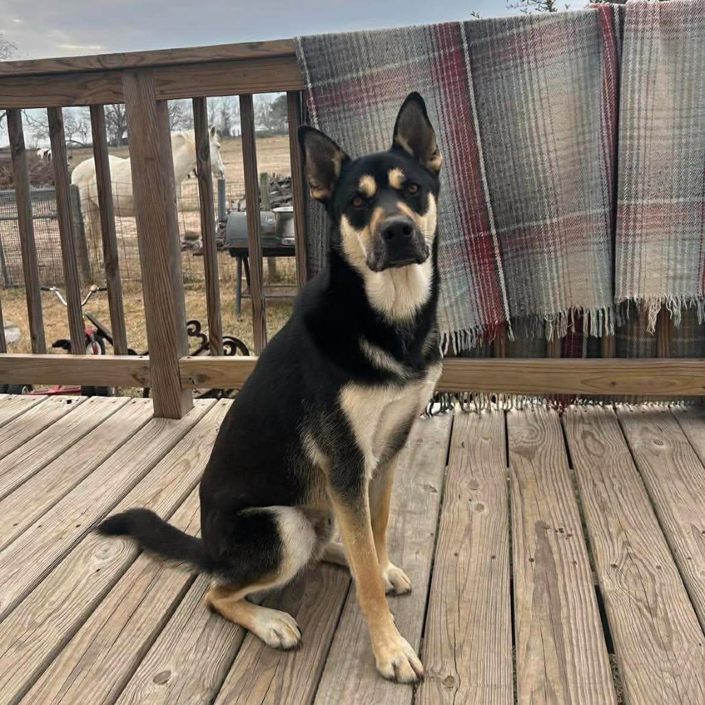 Enlarge Charleston, a Adoptable Shepherd in Green Bay, WI image 3/5