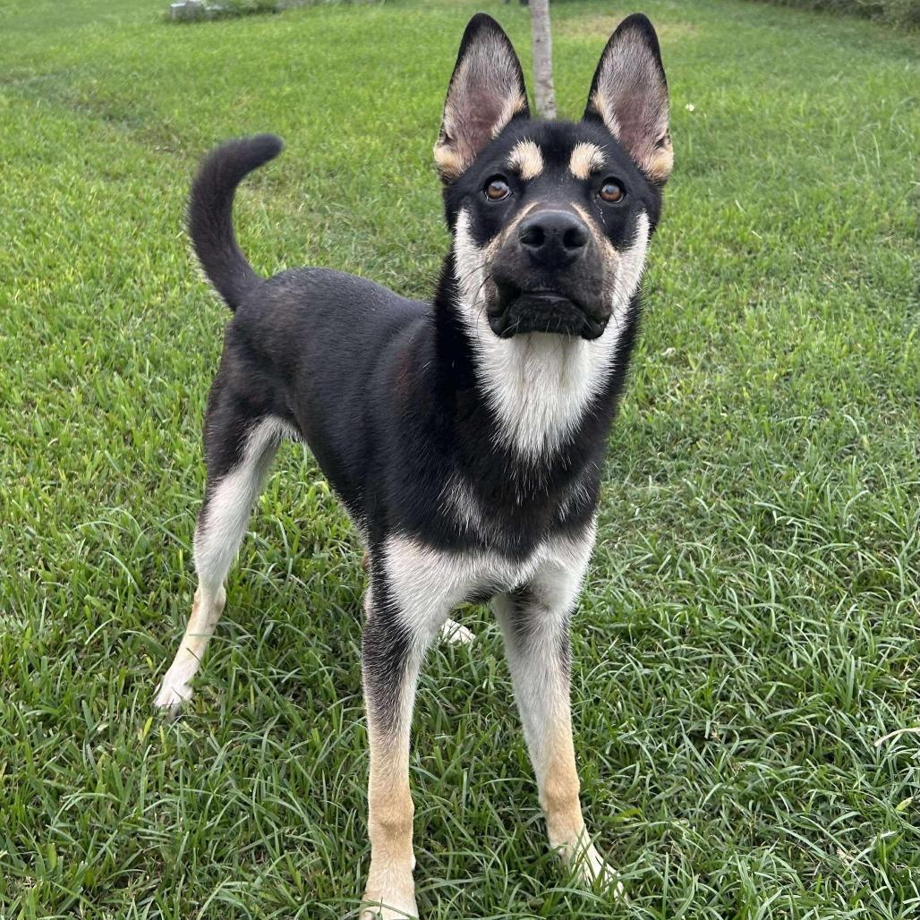 Enlarge Charleston, a Adoptable Shepherd in Green Bay, WI image 4/5