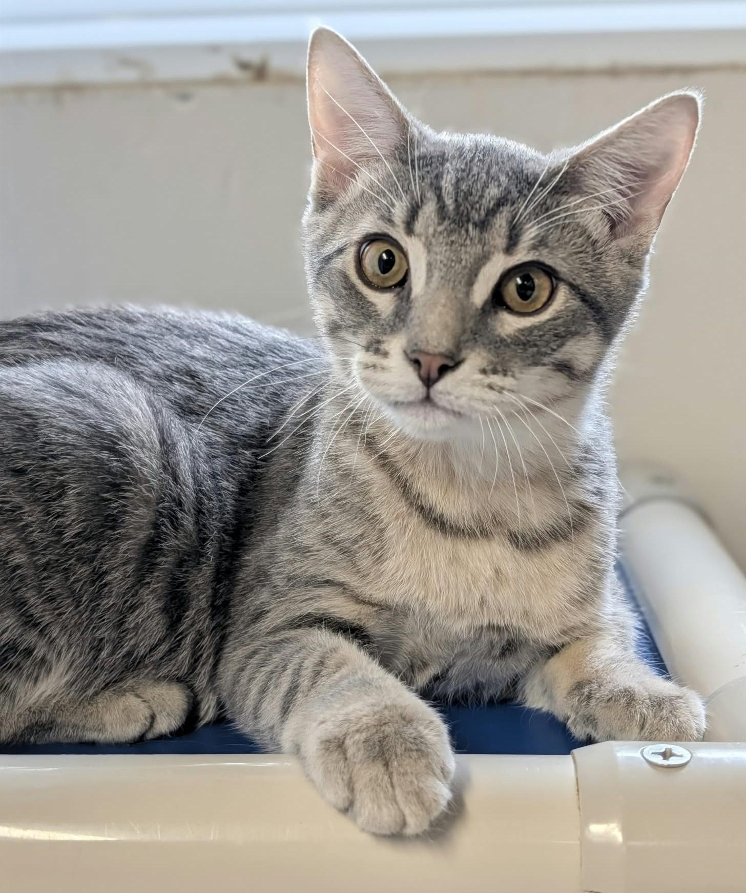 Enlarge PYJAMA & PANTOUFLE (CR/SC), a Adopted Domestic Short Hair in Sainte-Angele-de-Monnoir, QC image 1/6