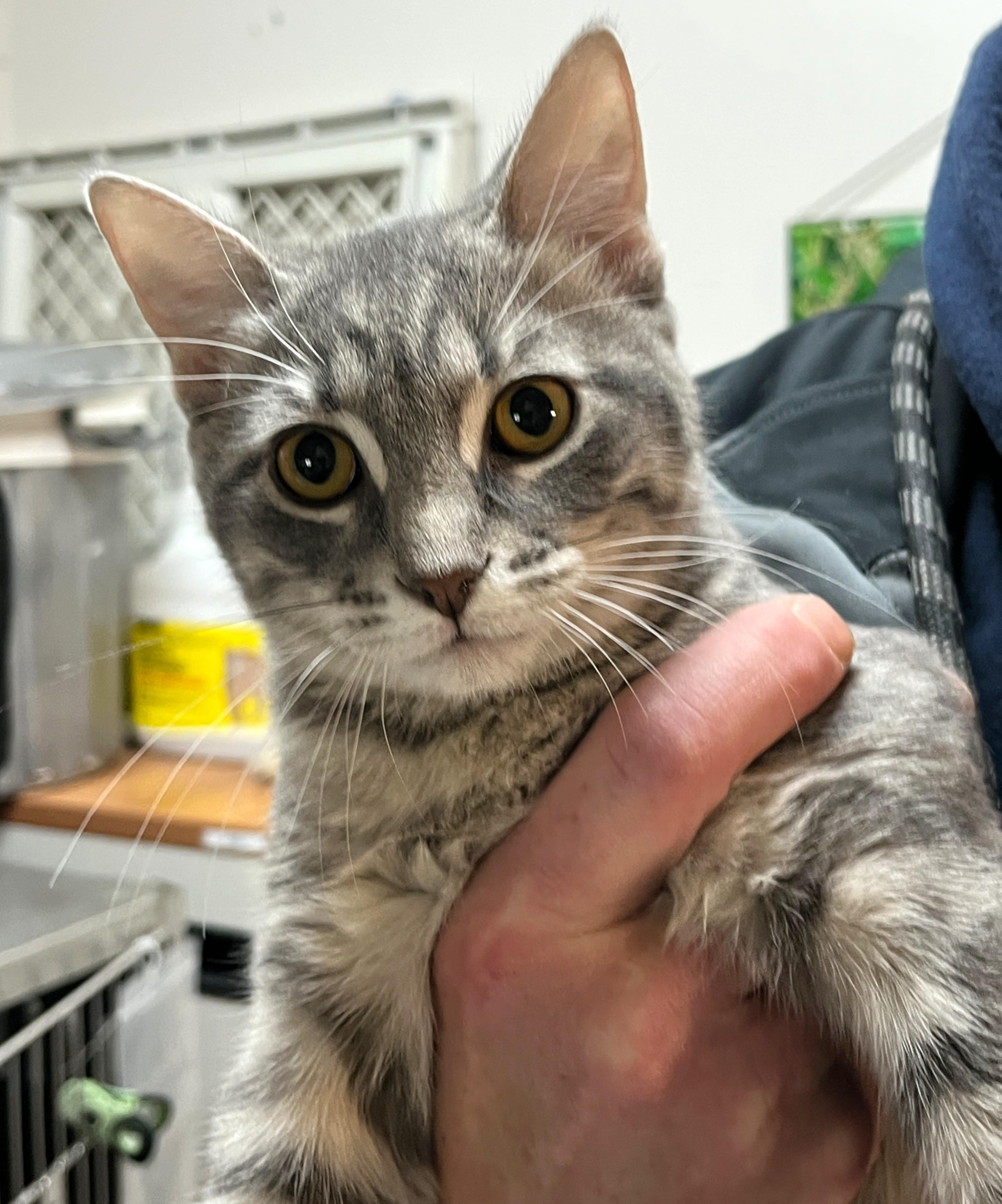 Enlarge PYJAMA & PANTOUFLE (CR/SC), a Adopted Domestic Short Hair in Sainte-Angele-de-Monnoir, QC image 4/6