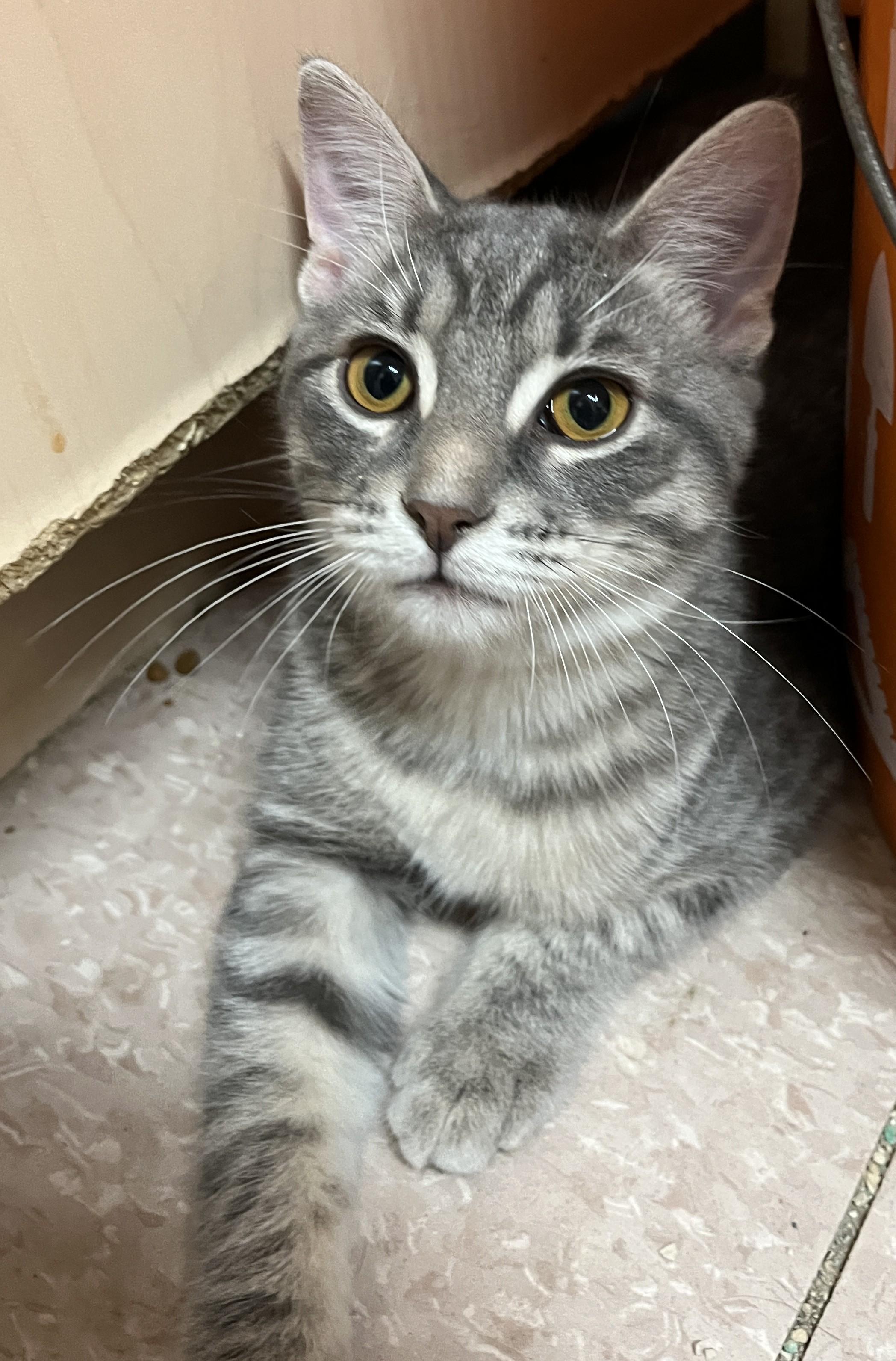 Enlarge PYJAMA & PANTOUFLE (CR/SC), a Adopted Domestic Short Hair in Sainte-Angele-de-Monnoir, QC image 5/6