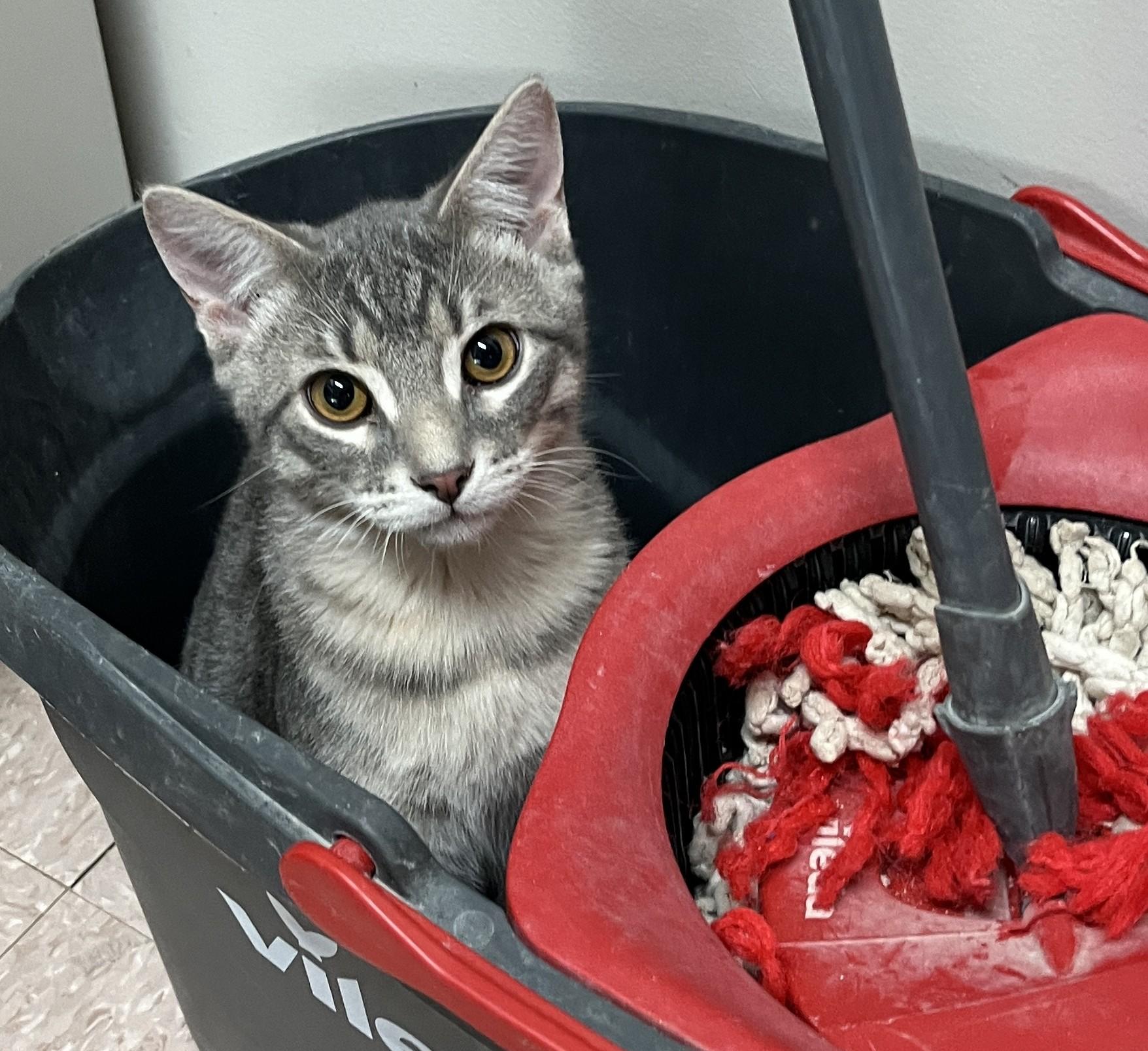 Enlarge PYJAMA & PANTOUFLE (CR/SC), a Adopted Domestic Short Hair in Sainte-Angele-de-Monnoir, QC image 3/6