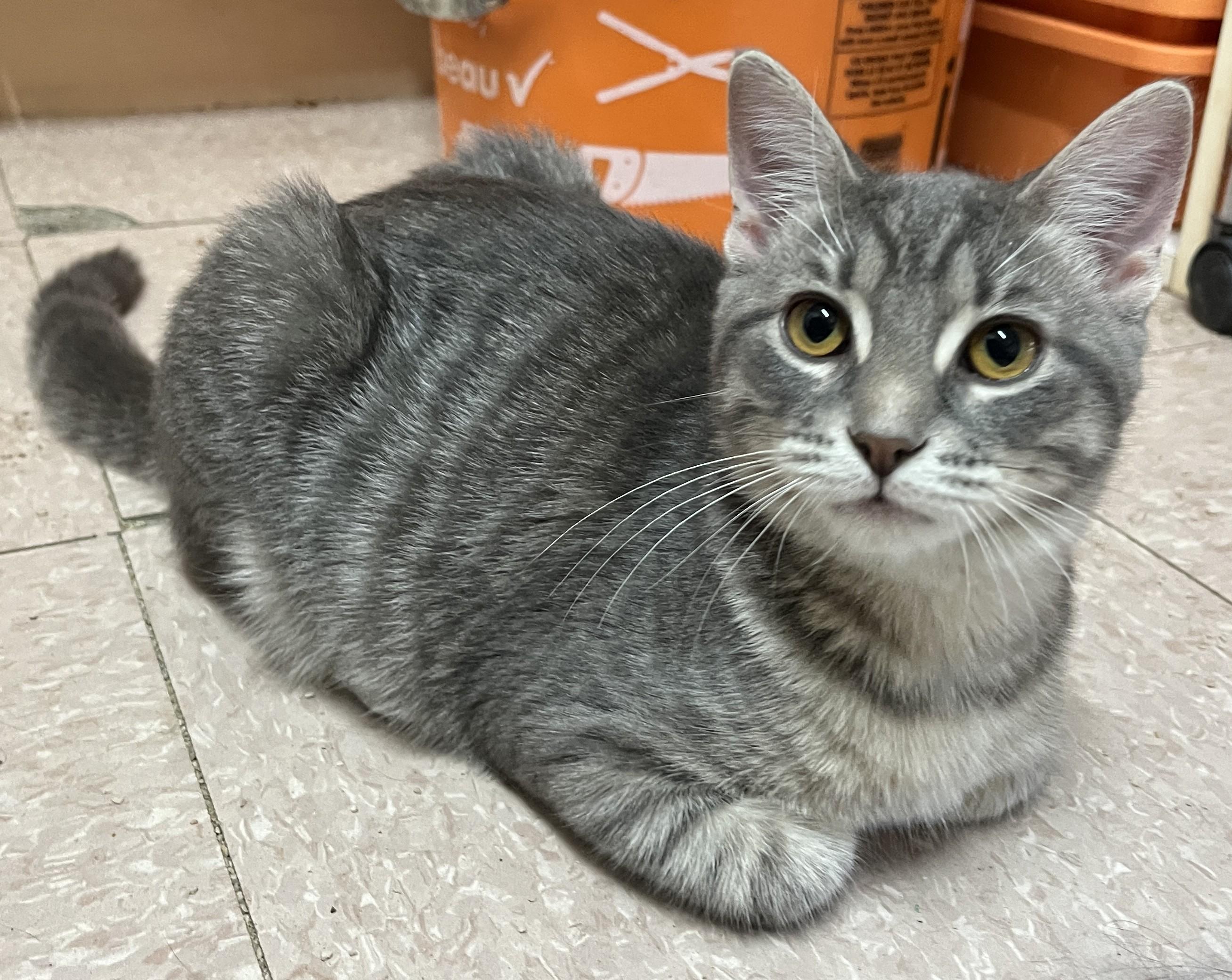 Enlarge PYJAMA & PANTOUFLE (CR/SC), a Adopted Domestic Short Hair in Sainte-Angele-de-Monnoir, QC image 2/6