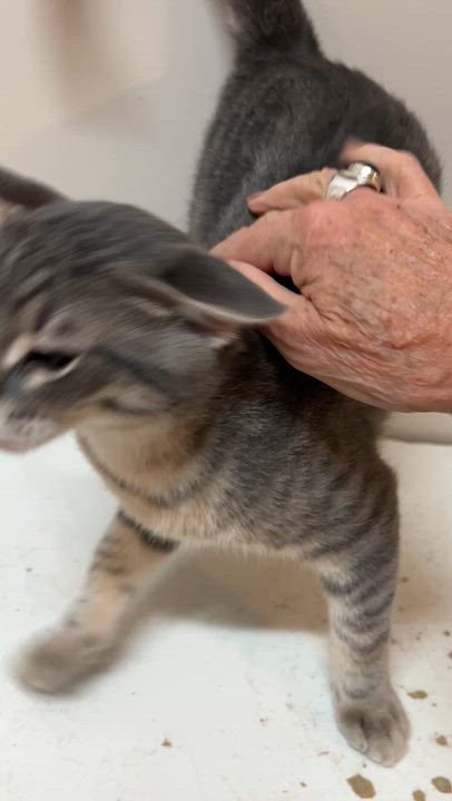 Enlarge PYJAMA & PANTOUFLE (CR/SC), a Adopted Domestic Short Hair in Sainte-Angele-de-Monnoir, QC video 6/6