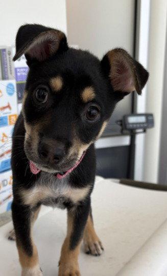 Harlee, Adoptable, Young Female German Shepherd Dog.