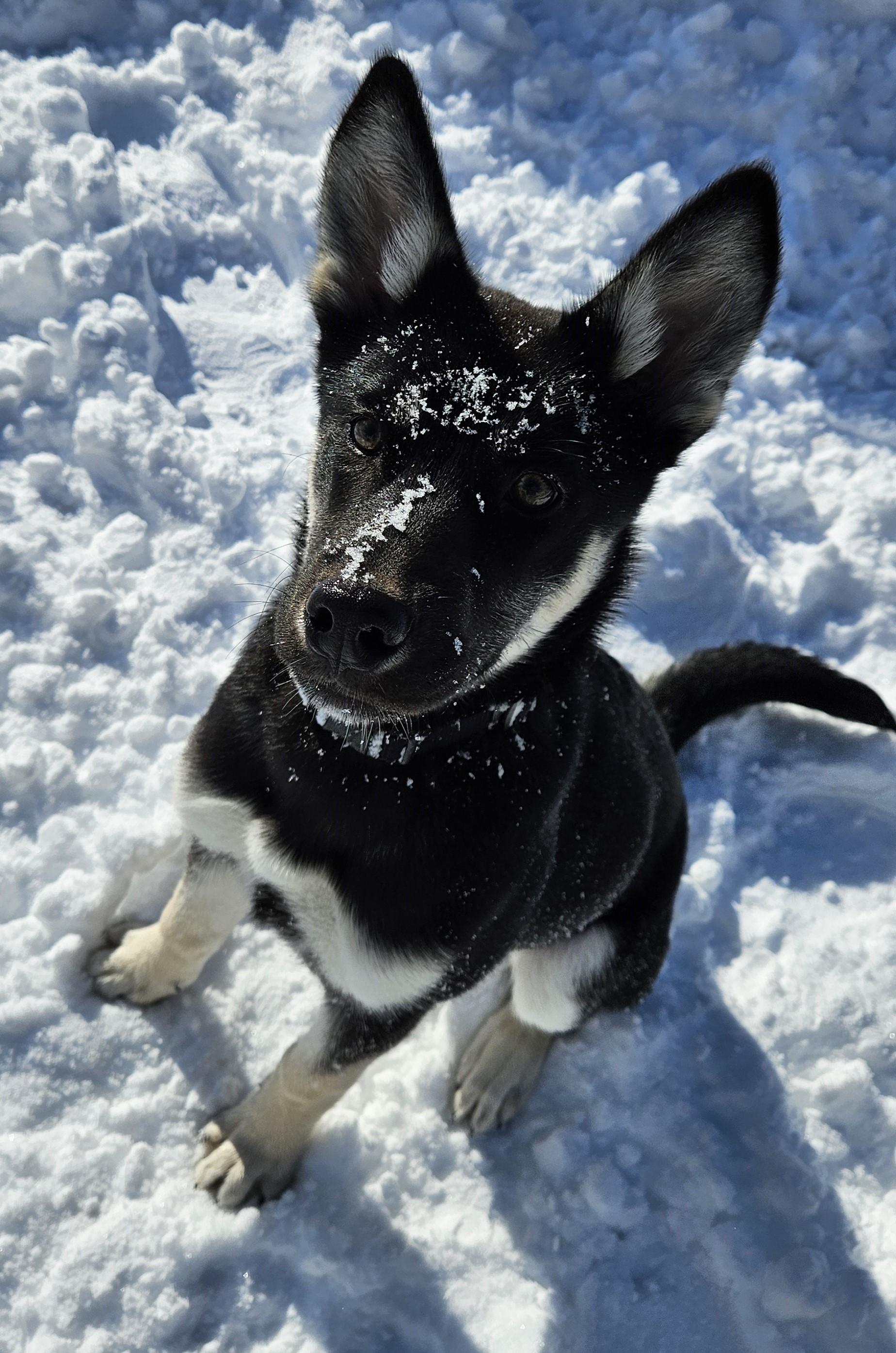 Enlarge Echo, a ADOPTABLE mixed breed in Richboro, PA image 1/3