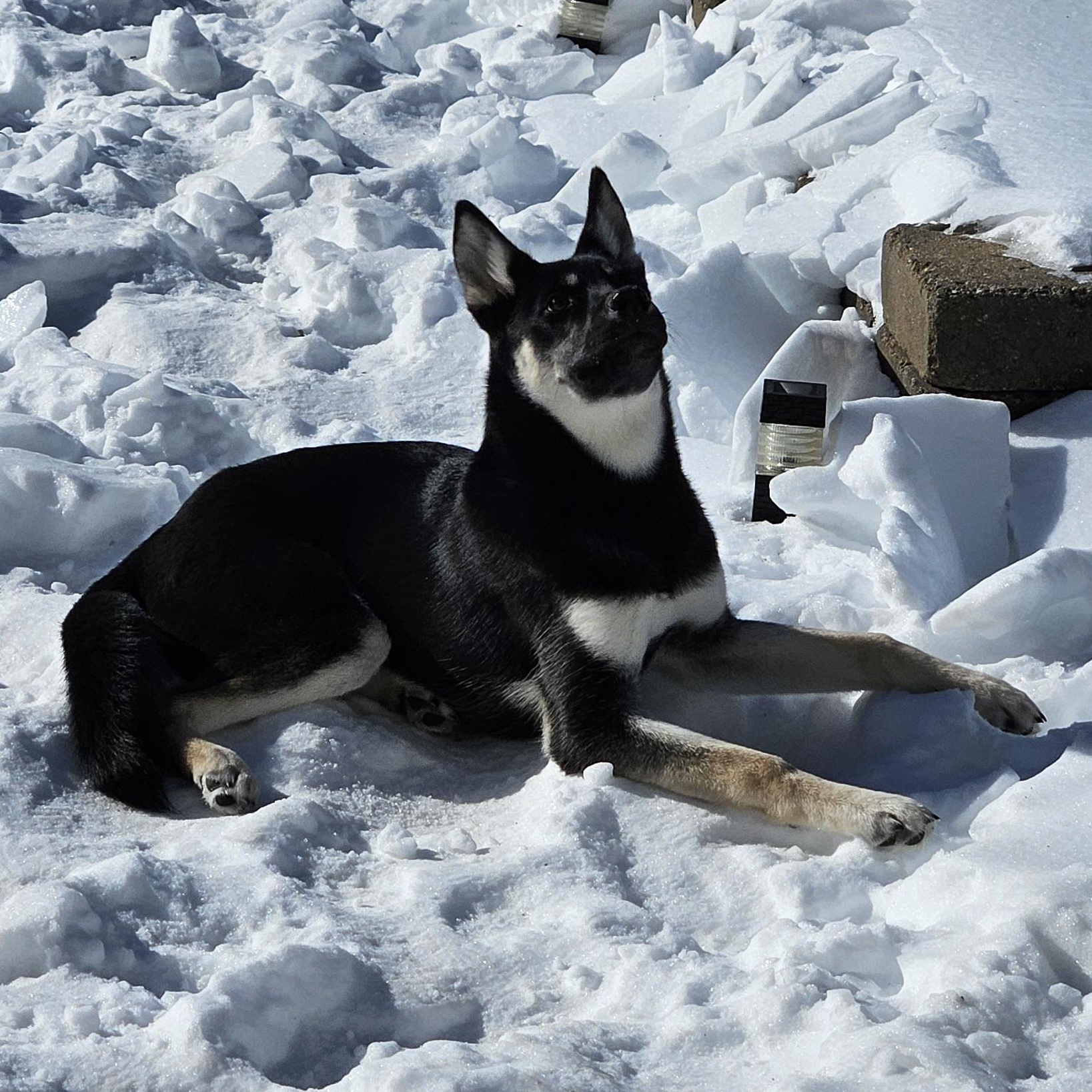Enlarge Echo, a ADOPTABLE mixed breed in Richboro, PA image 3/3
