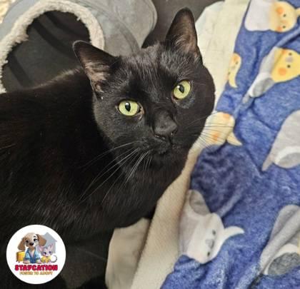 Thumper, a Adoptable mixed breed in Phoenix, AZ image 2/3