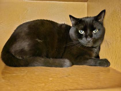 Thumper, a Adoptable mixed breed in Phoenix, AZ image 3/3