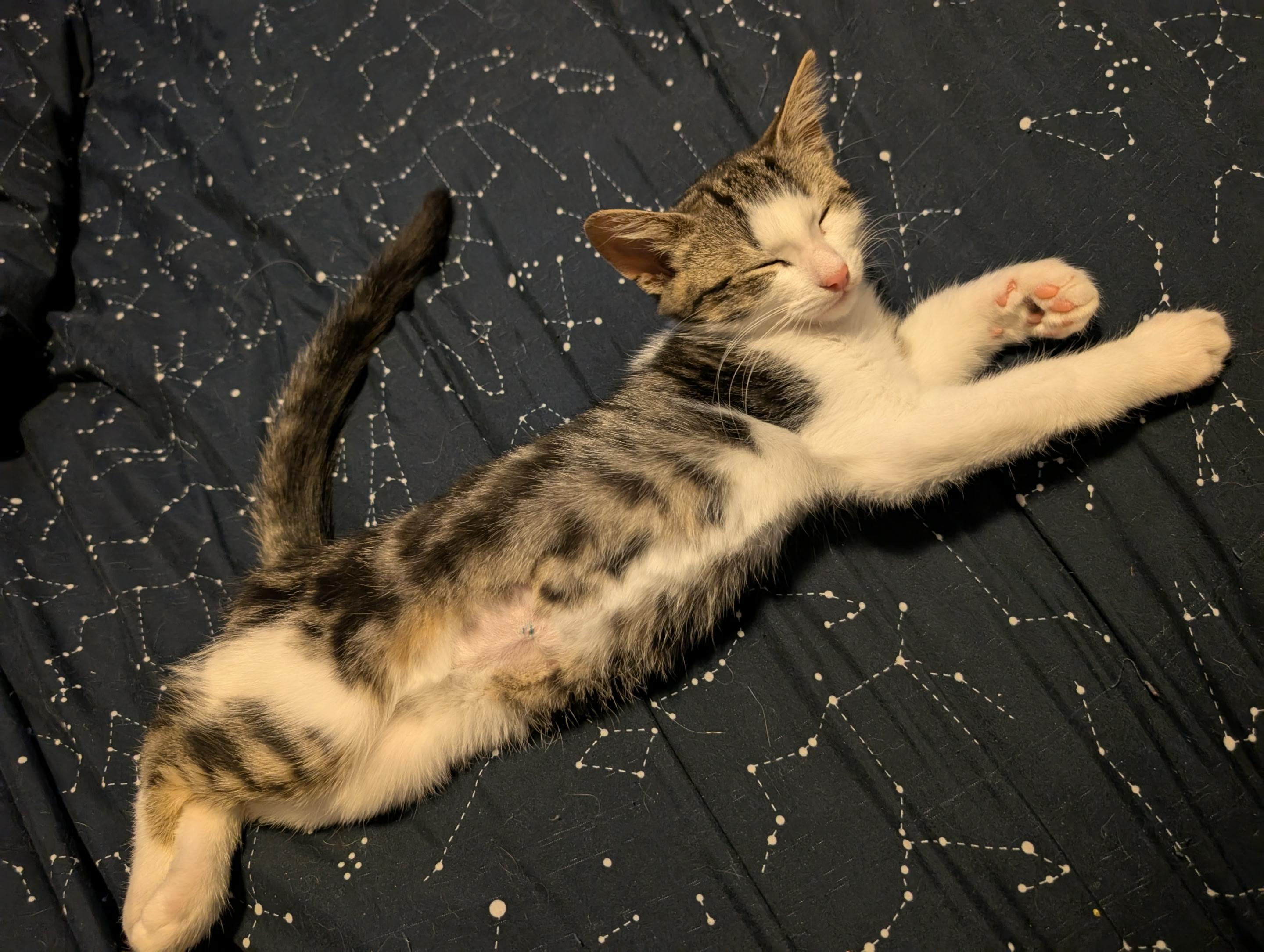 Dutton, a Adoptable Domestic Short Hair in Shakespeare, ON image 2/5