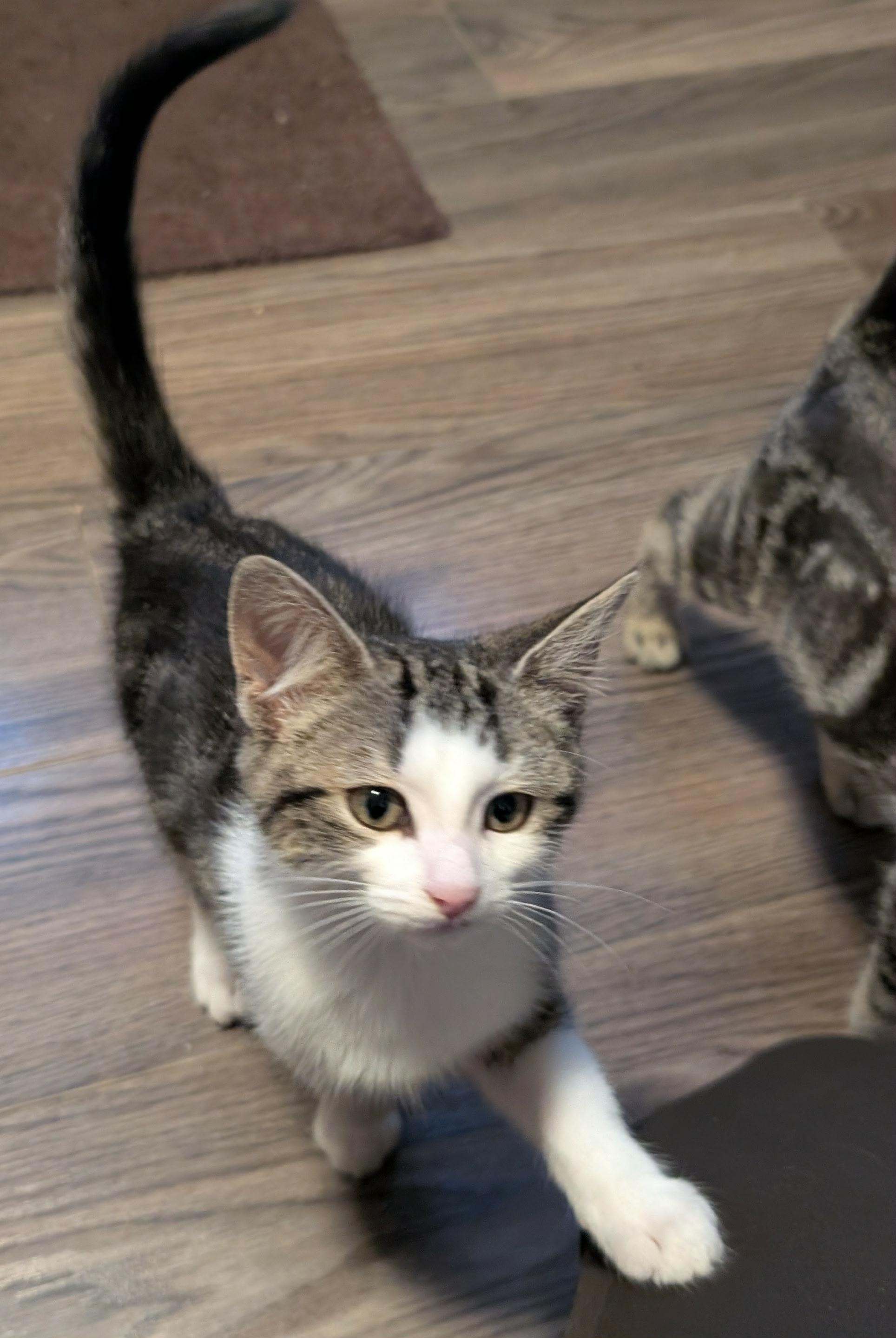 Dutton, a Adoptable Domestic Short Hair in Shakespeare, ON image 3/5