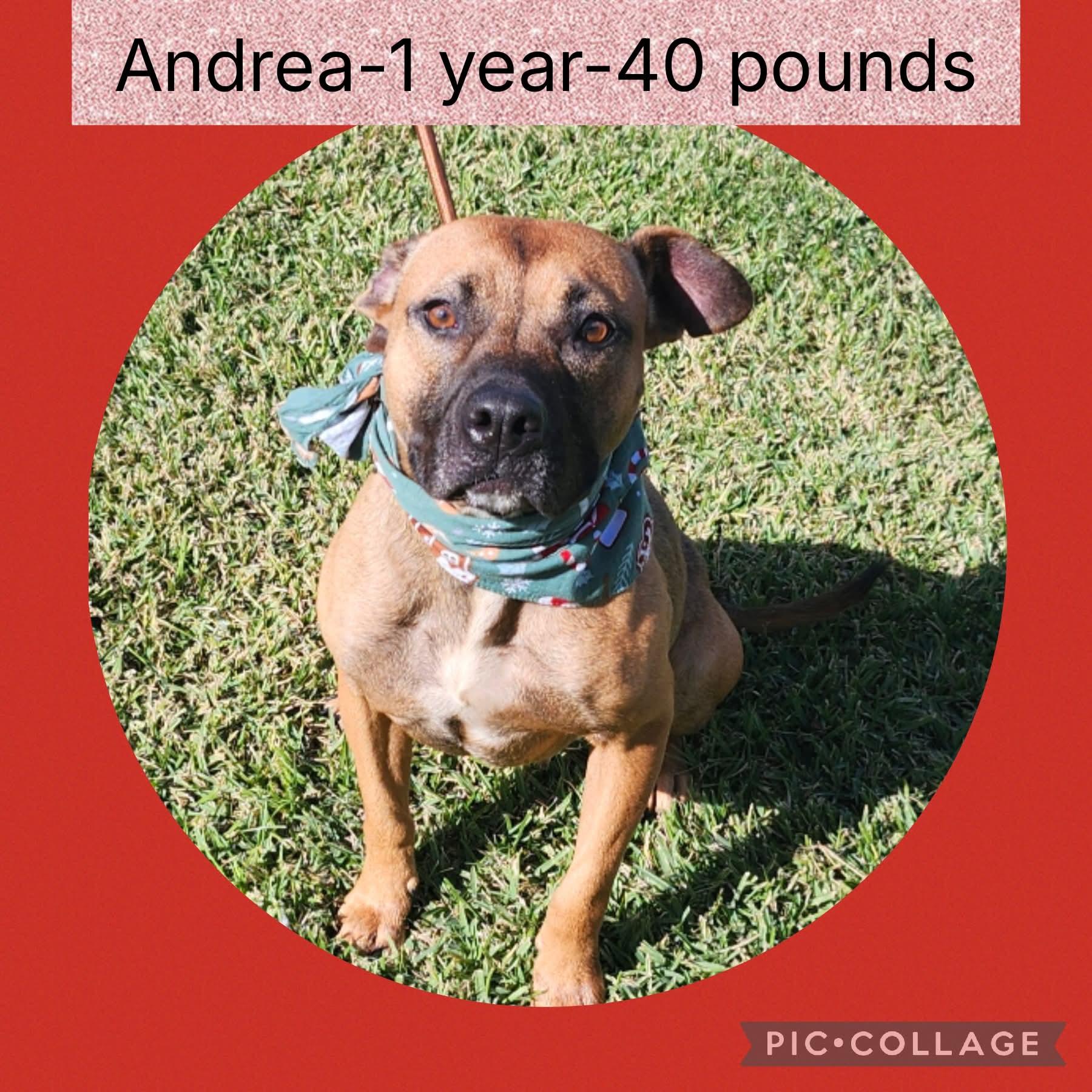 Andrea, Adoptable, Adult Female Mixed Breed.