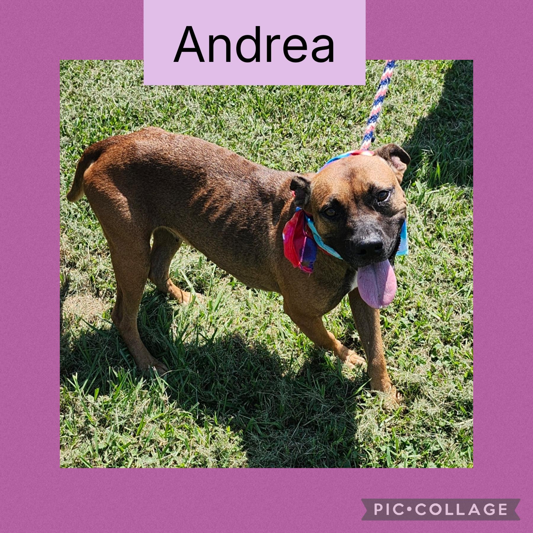 Enlarge Andrea, a Adoptable mixed breed in New Iberia, LA image 1/1