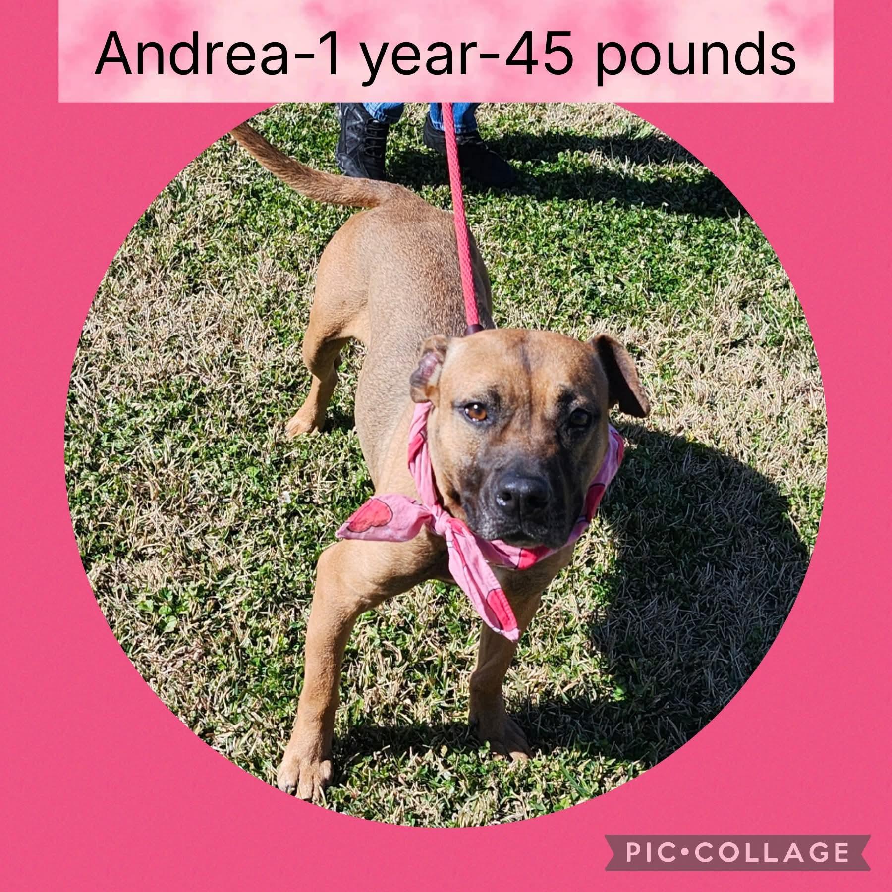 Enlarge Andrea, a Adoptable mixed breed in New Iberia, LA image 1/1