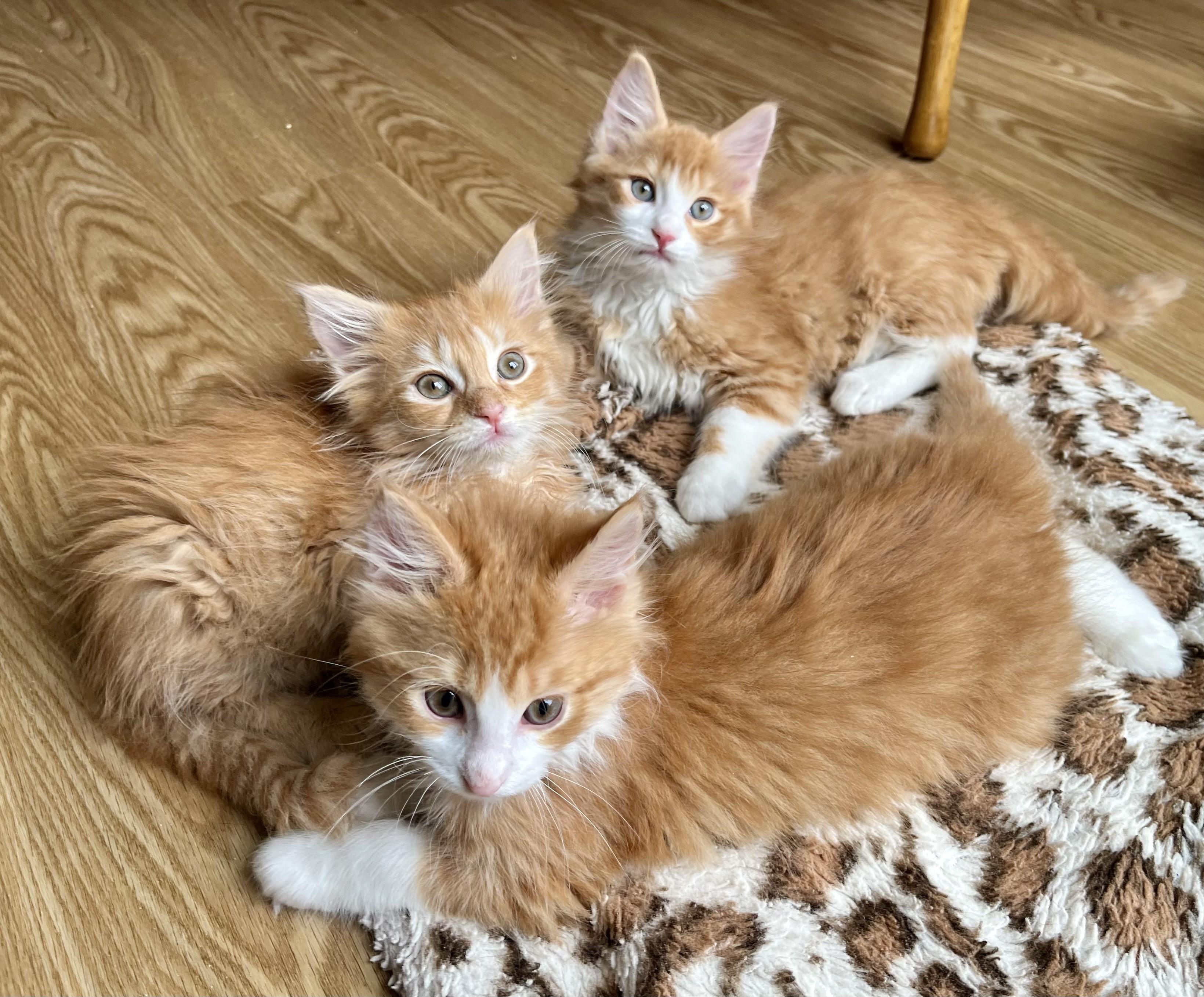 Cheeto, an adopted mixed breed in Rocky Hill, CT image 5/6