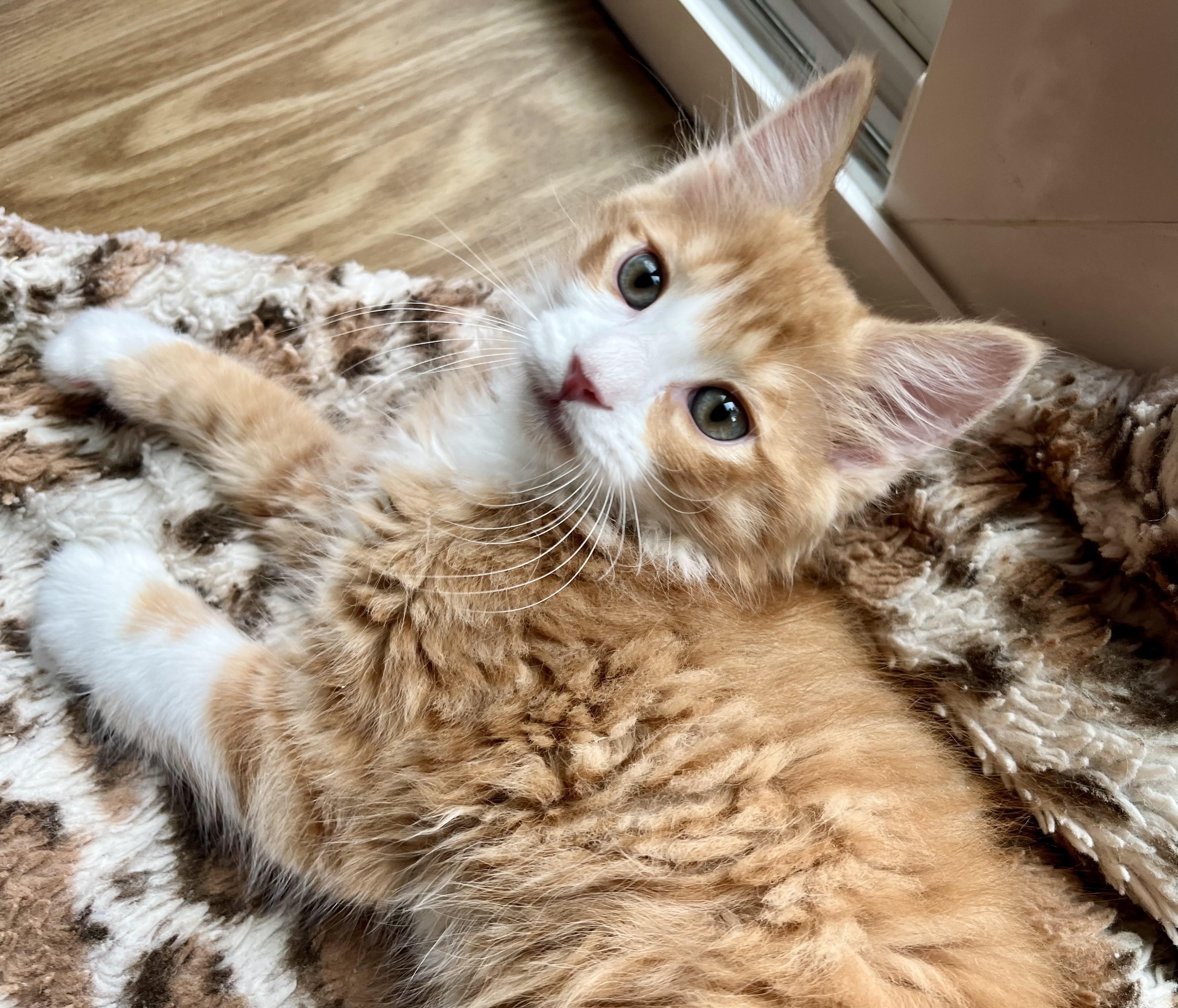 Cheeto, an adopted mixed breed in Rocky Hill, CT image 3/6