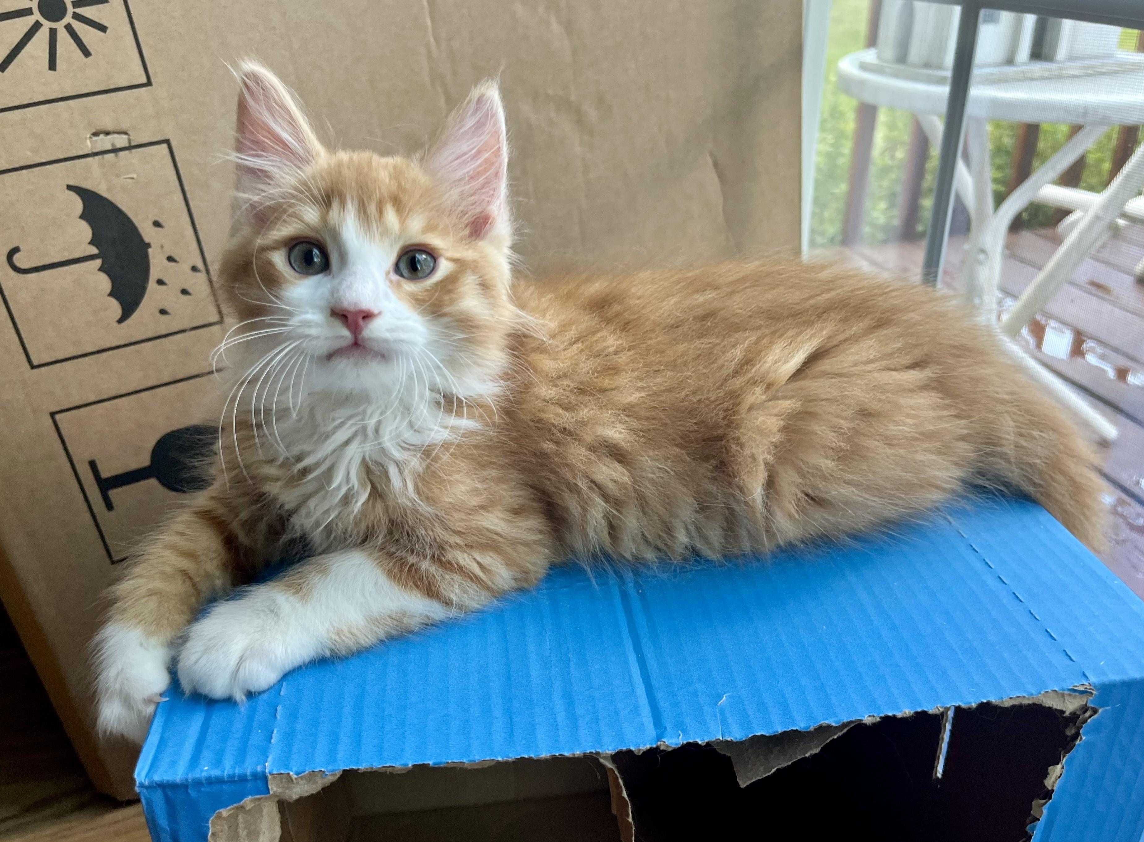 Cheeto, adopted, Kitten Male Domestic Long Hair.