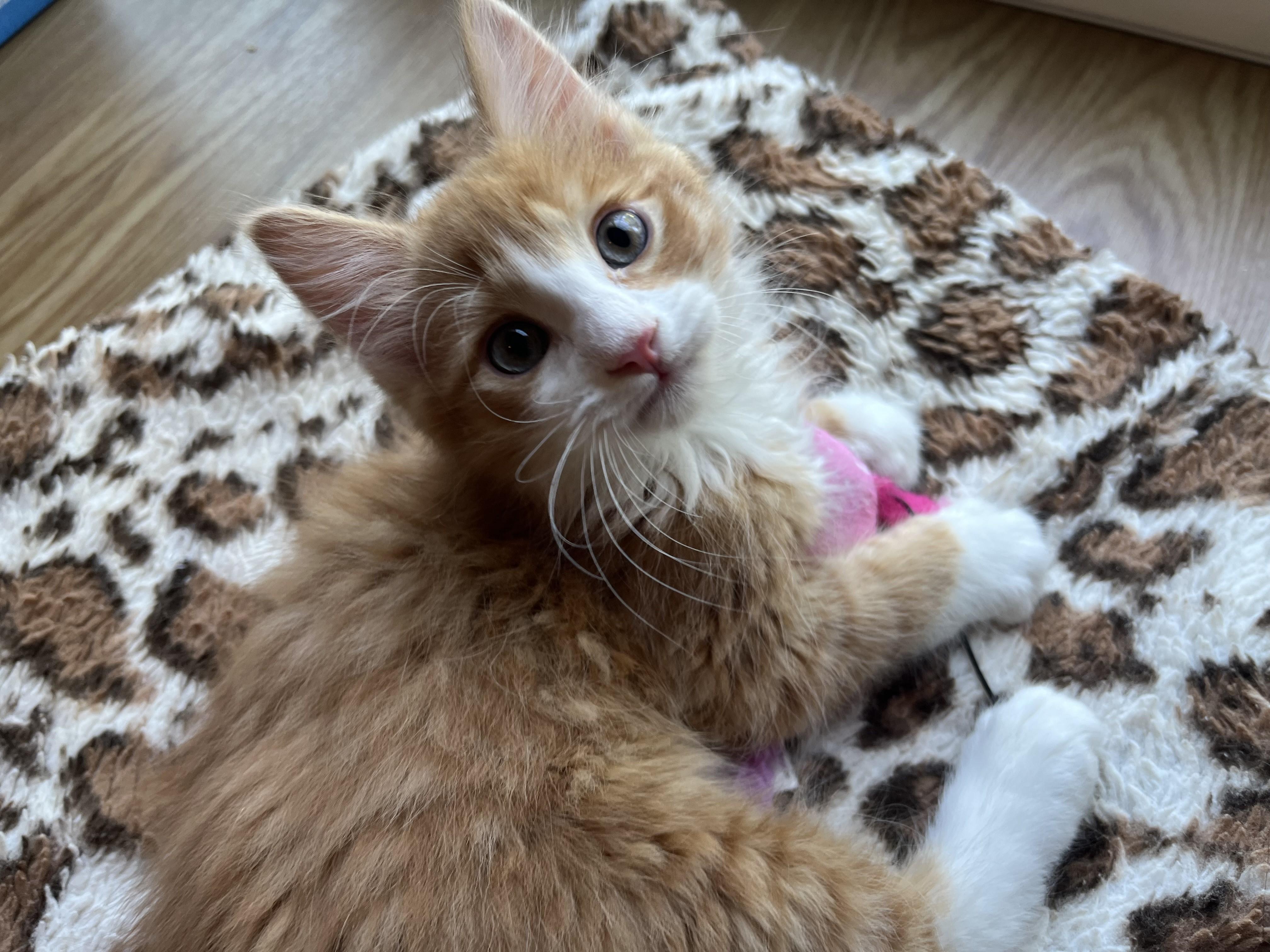 Cheeto, an adopted mixed breed in Rocky Hill, CT image 2/6
