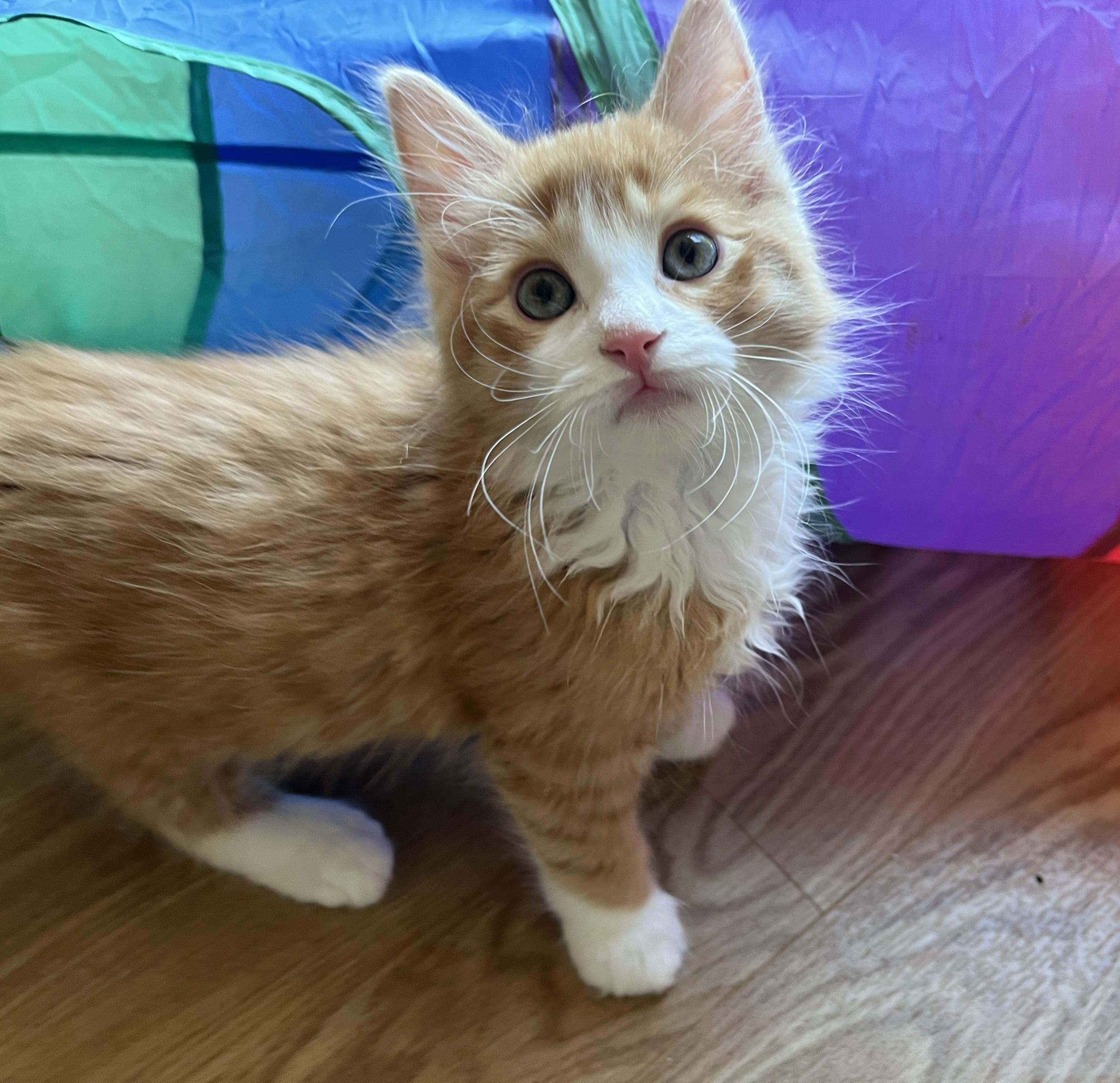 Cheeto, an adopted mixed breed in Rocky Hill, CT image 4/6