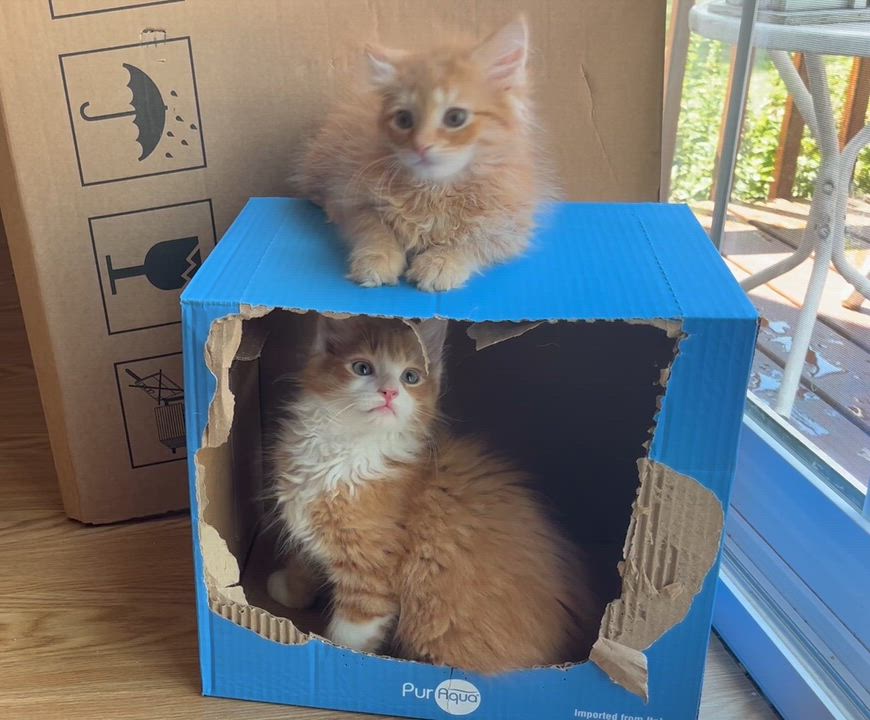 Enlarge Cheeto, an adopted mixed breed in Rocky Hill, CT video 6/6