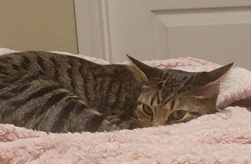 Chunk, Adoptable, Kitten Male Domestic Short Hair & Tabby.