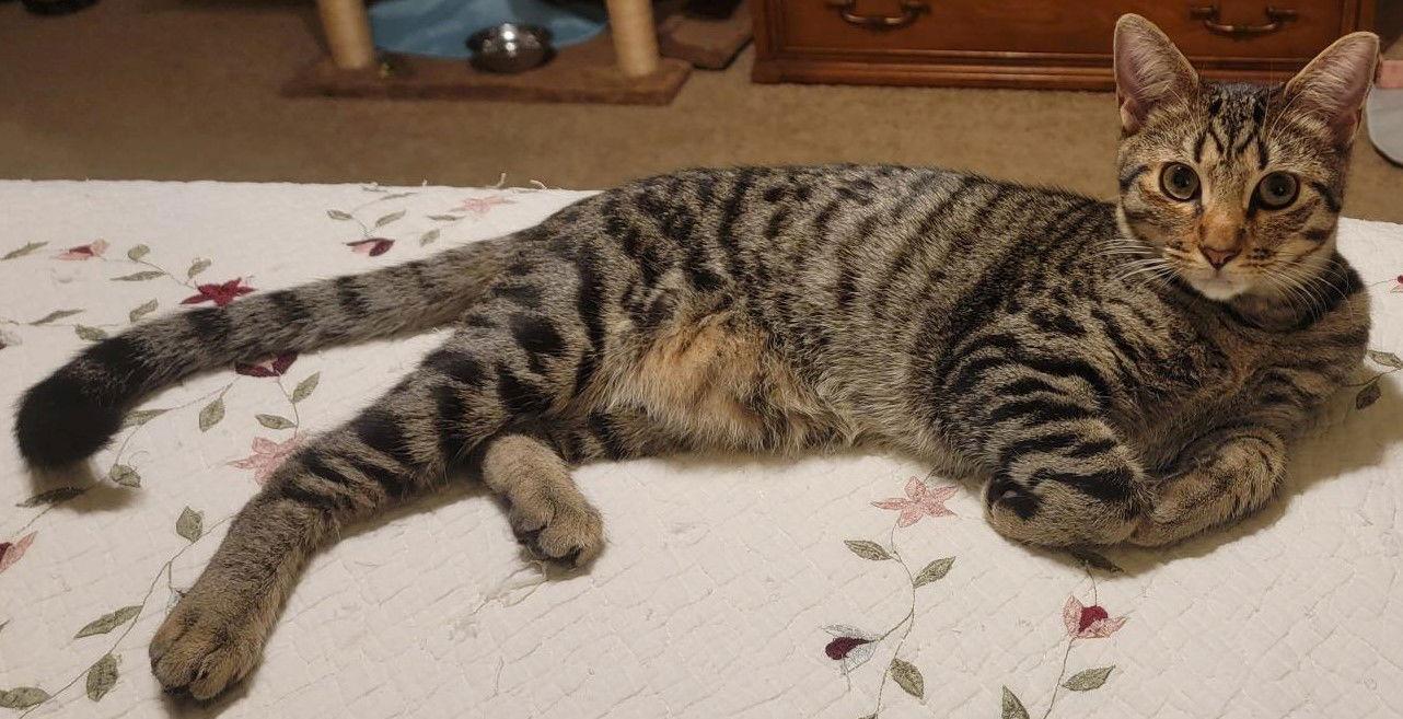 Enlarge Chunk, a Adoptable mixed breed in Rosenberg, TX image 2/3