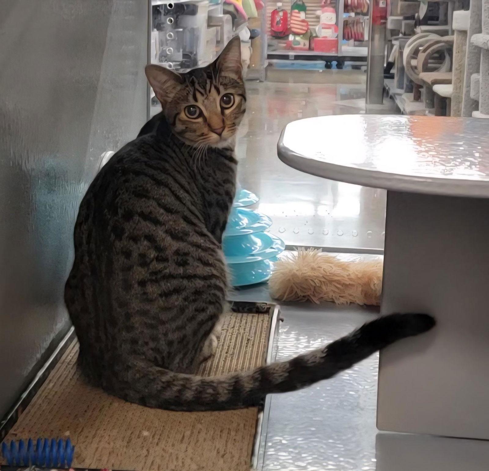 Enlarge Chunk, a Adoptable mixed breed in Rosenberg, TX image 3/3