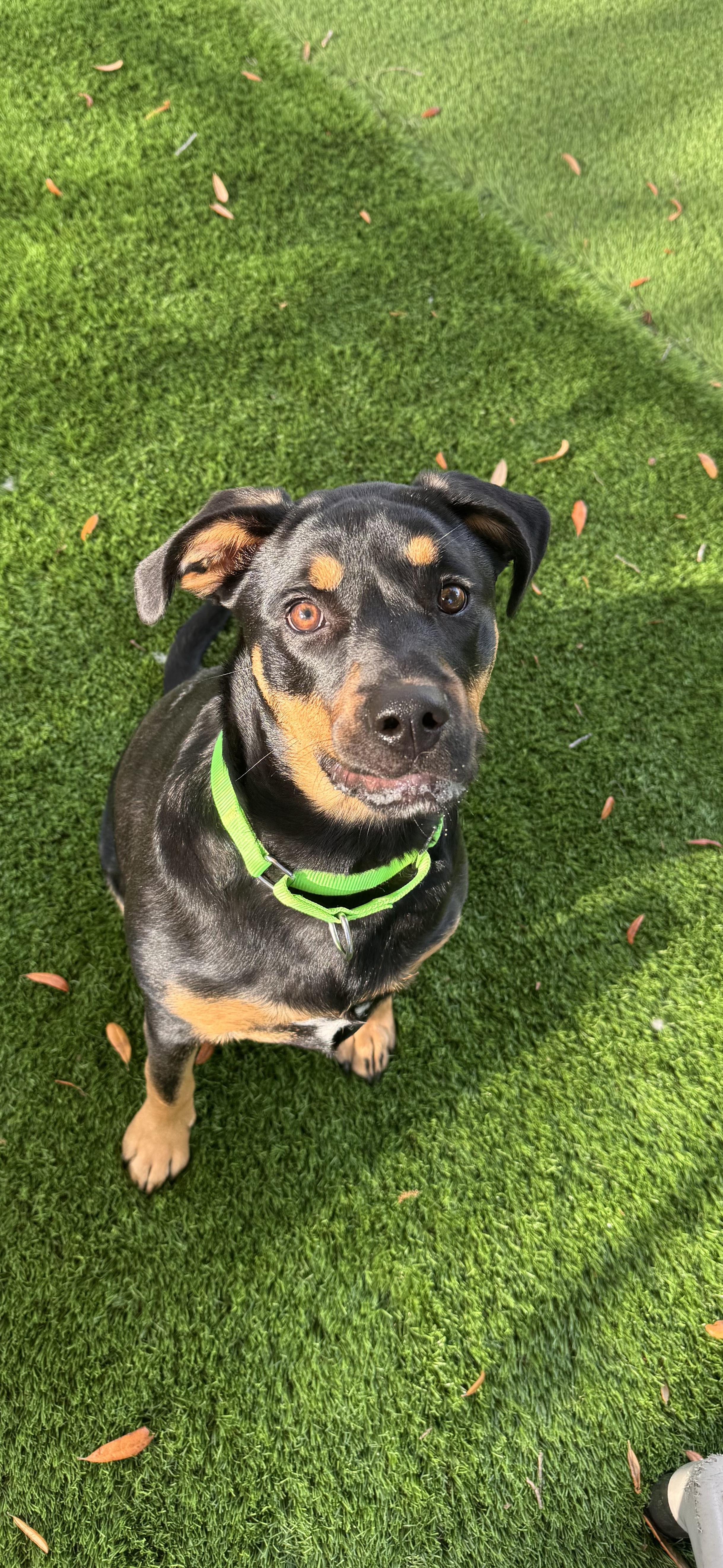 Lily, a ADOPTABLE mixed breed in Pawleys Island, SC image 2/2