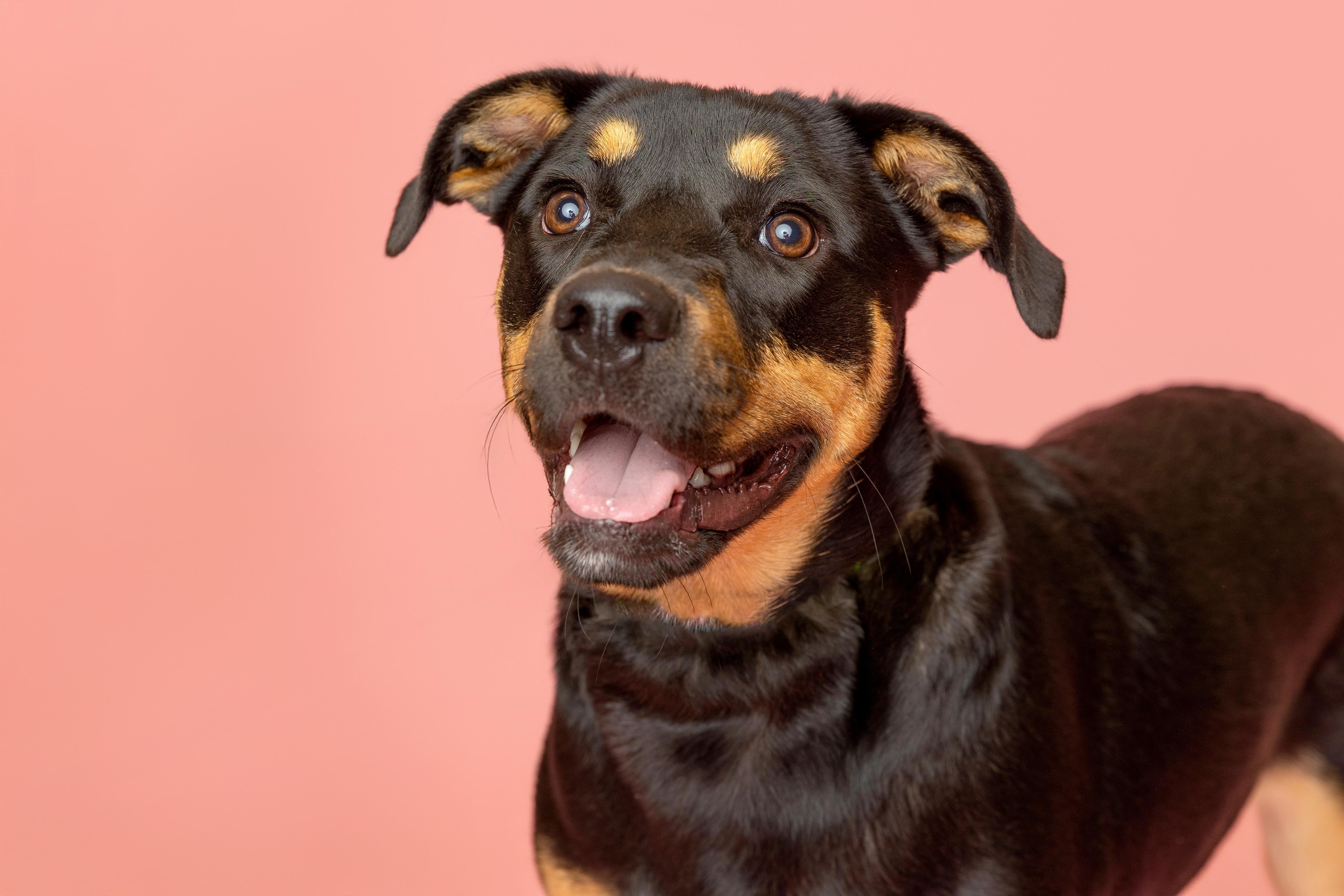 Lily, a ADOPTABLE mixed breed in Pawleys Island, SC image 1/2