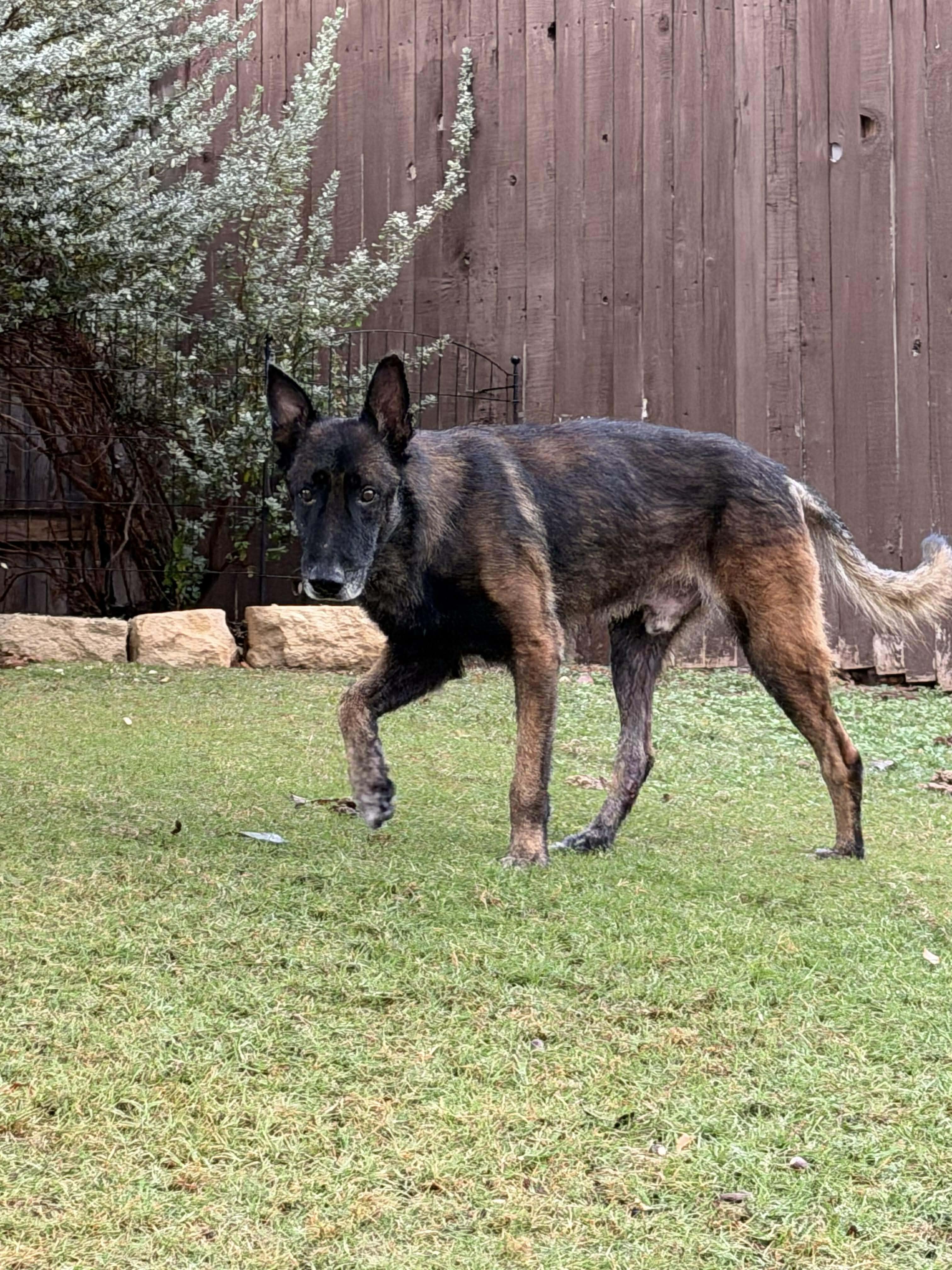 Cairo 2, a Adoptable Dutch Shepherd in Houston , TX image 1/6