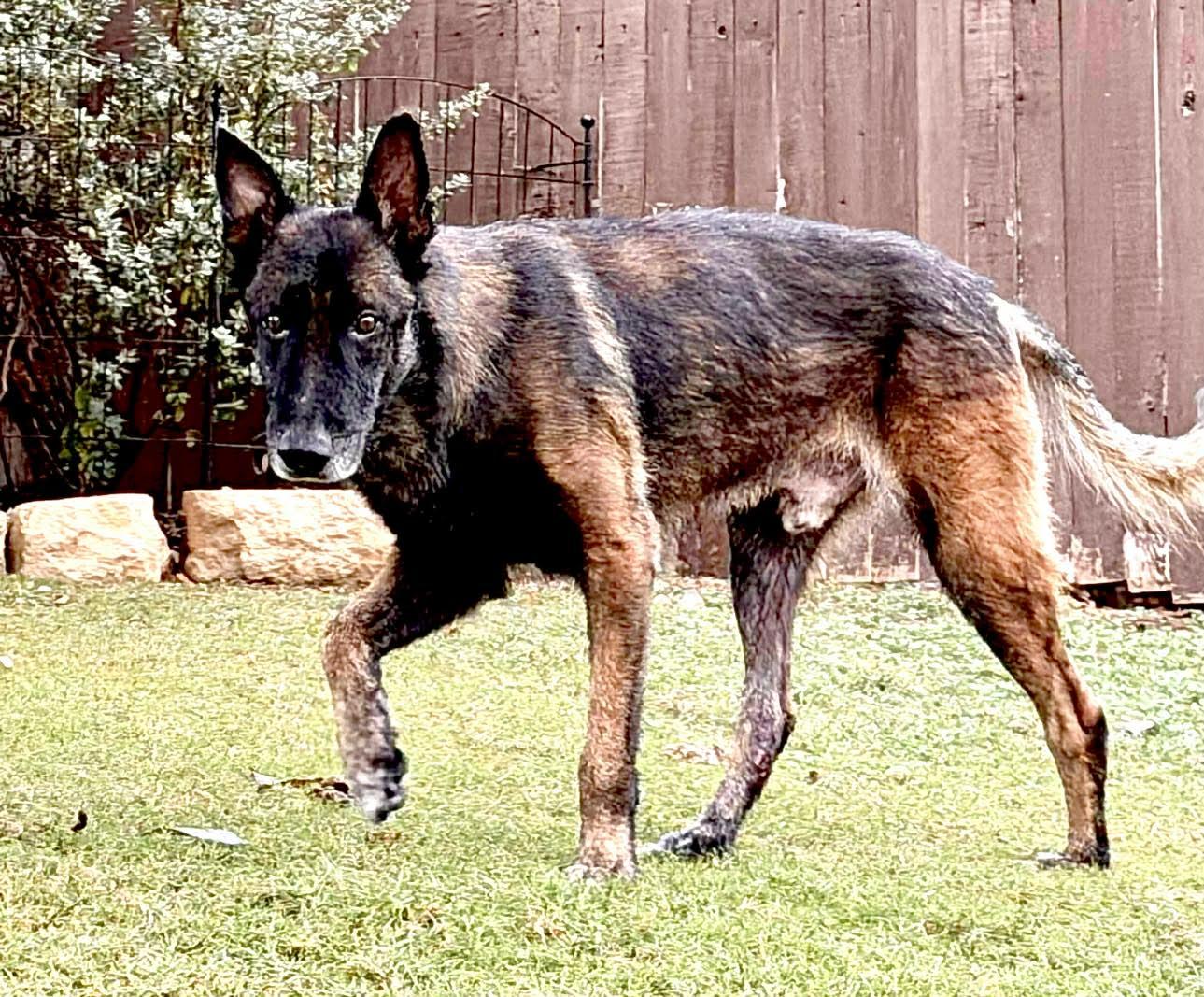 Cairo 2, a Adoptable Dutch Shepherd in Houston , TX image 2/6