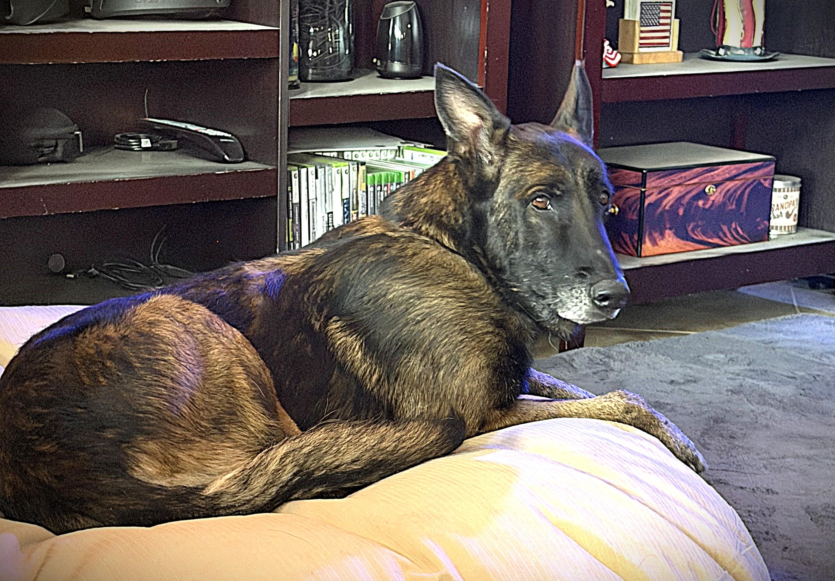 Cairo 2, a Adoptable Dutch Shepherd in Houston , TX image 3/6