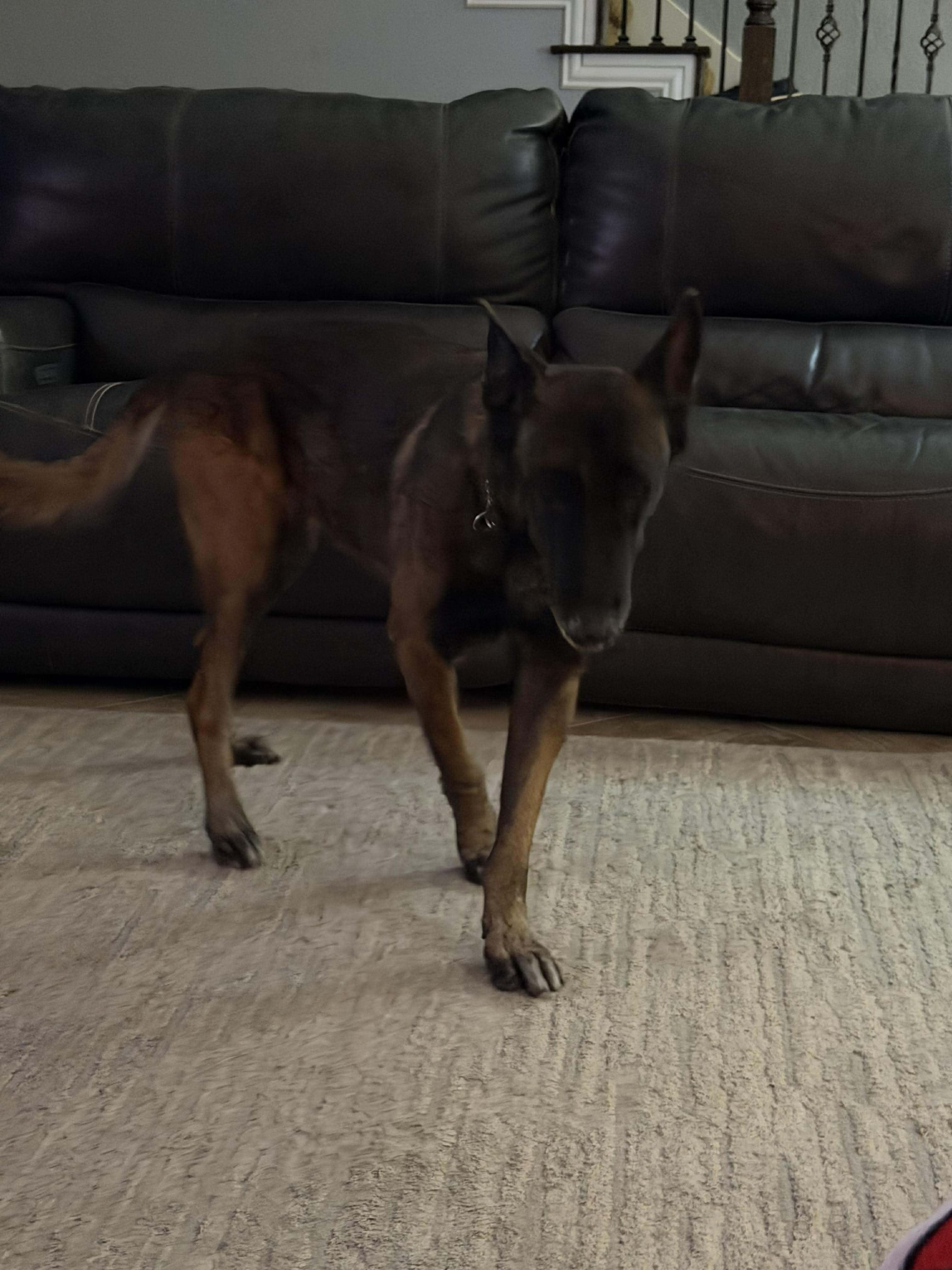 Cairo 2, a Adoptable Dutch Shepherd in Houston , TX image 4/6