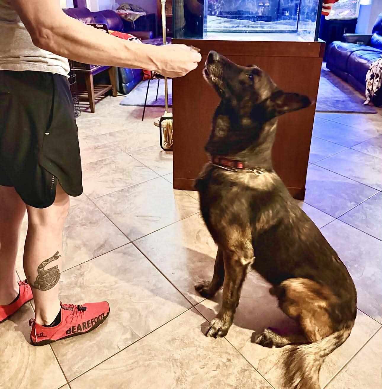 Cairo 2, a Adoptable Dutch Shepherd in Houston , TX image 5/6