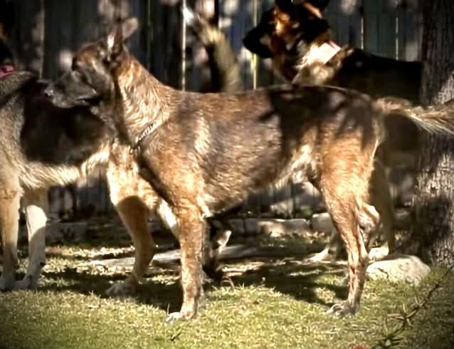Cairo 2, a Adoptable Dutch Shepherd in Houston , TX image 6/6